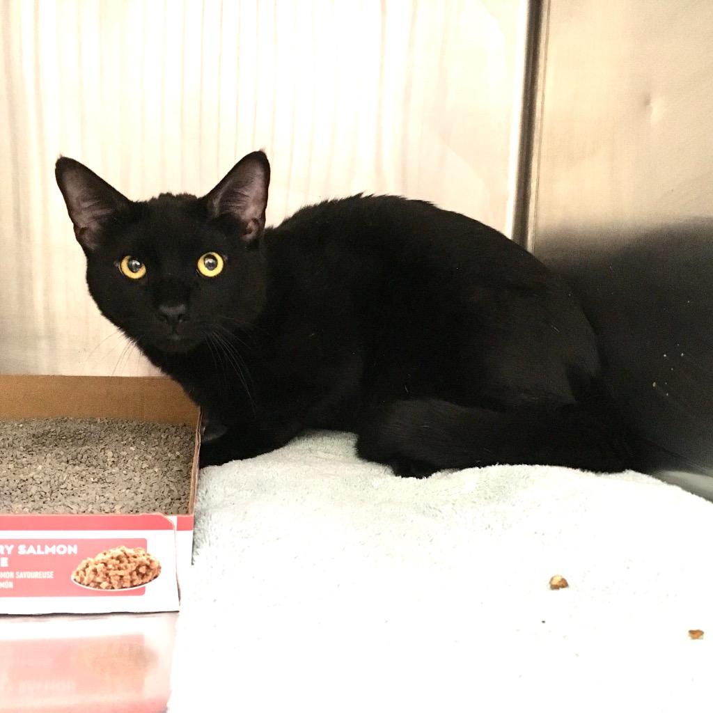 Wendell, Adoptable, Young Male Domestic Short Hair.