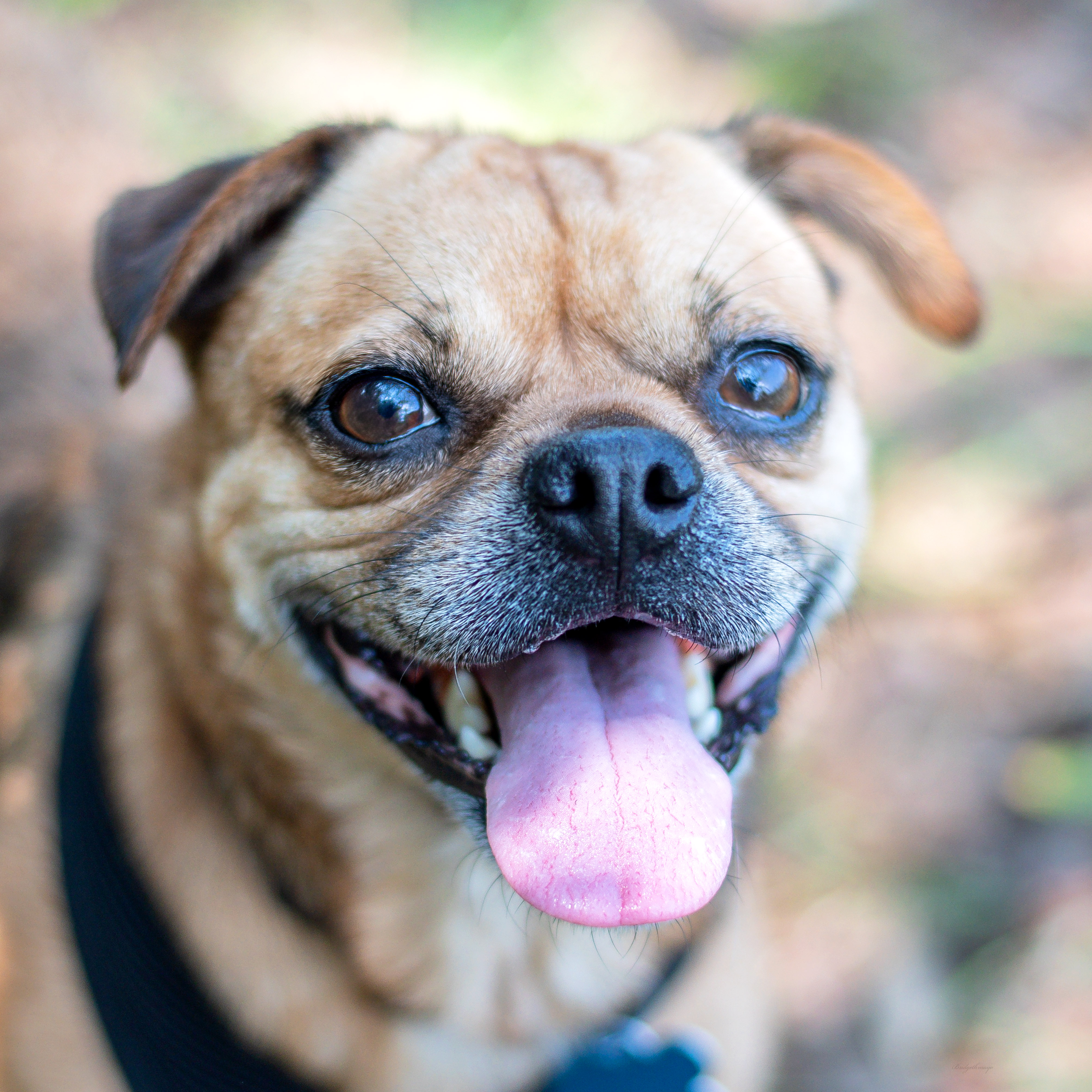 JellyRoll, Adoptable, Adult Male Pug & Chihuahua.