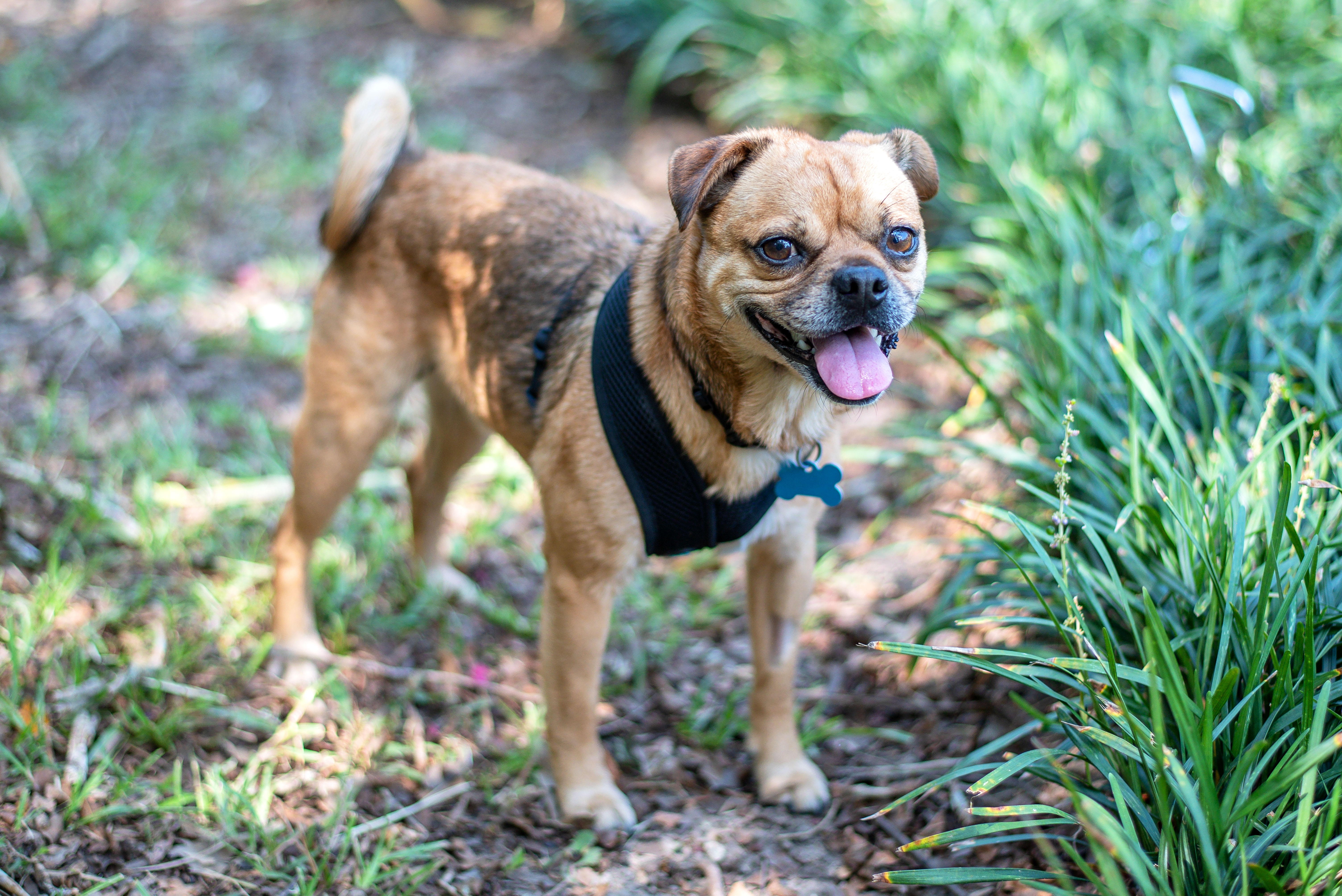 Enlarge JellyRoll, a Adoptable mixed breed in Baton Rouge, LA image 2/2