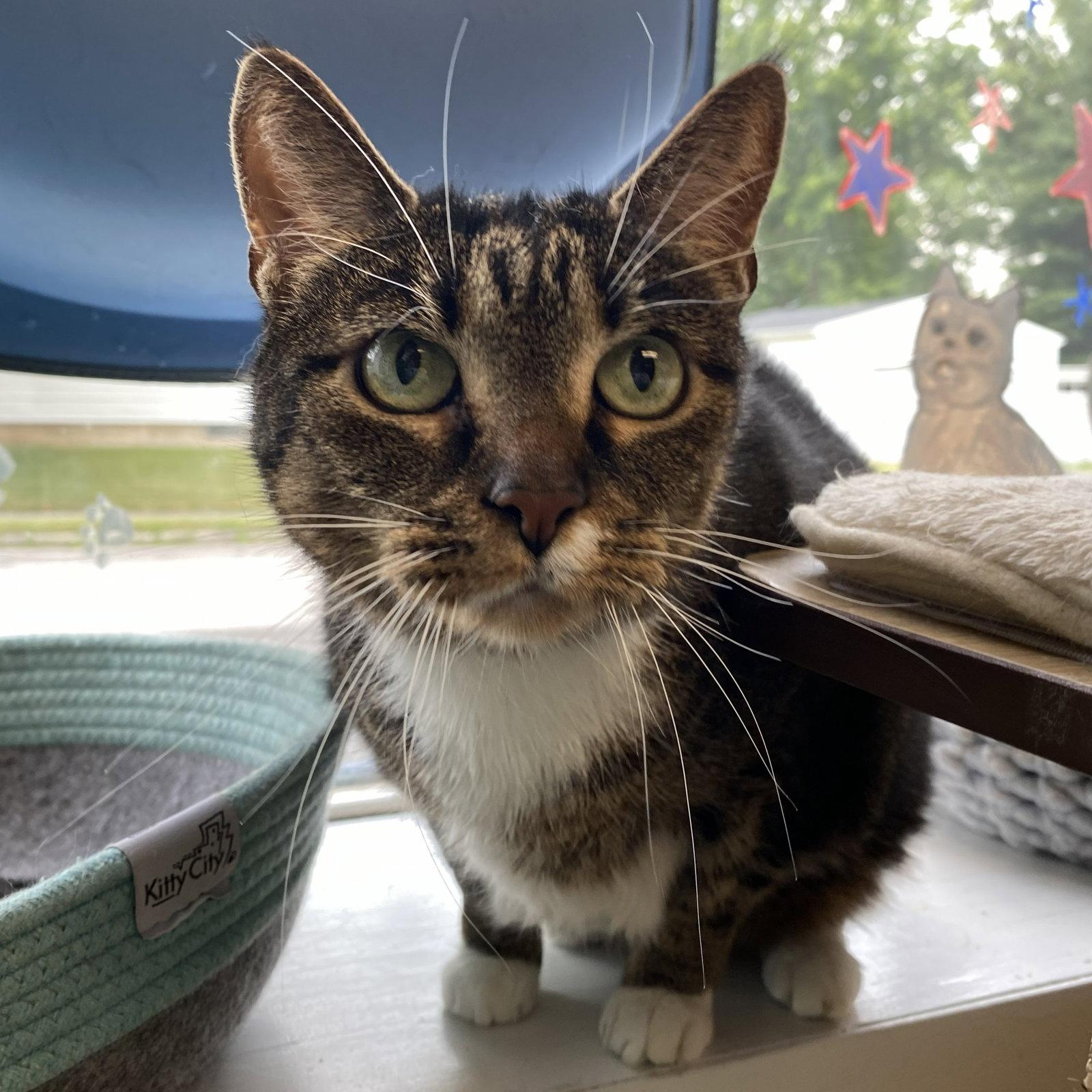 Millie, Adoptable, Senior Female Domestic Short Hair & Tabby.