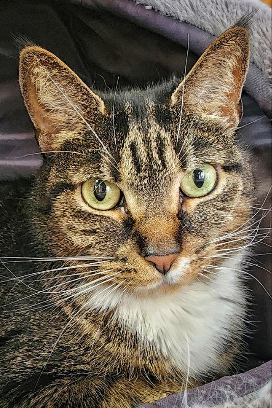 Millie, Adoptable, Senior Female Domestic Short Hair & Tabby.