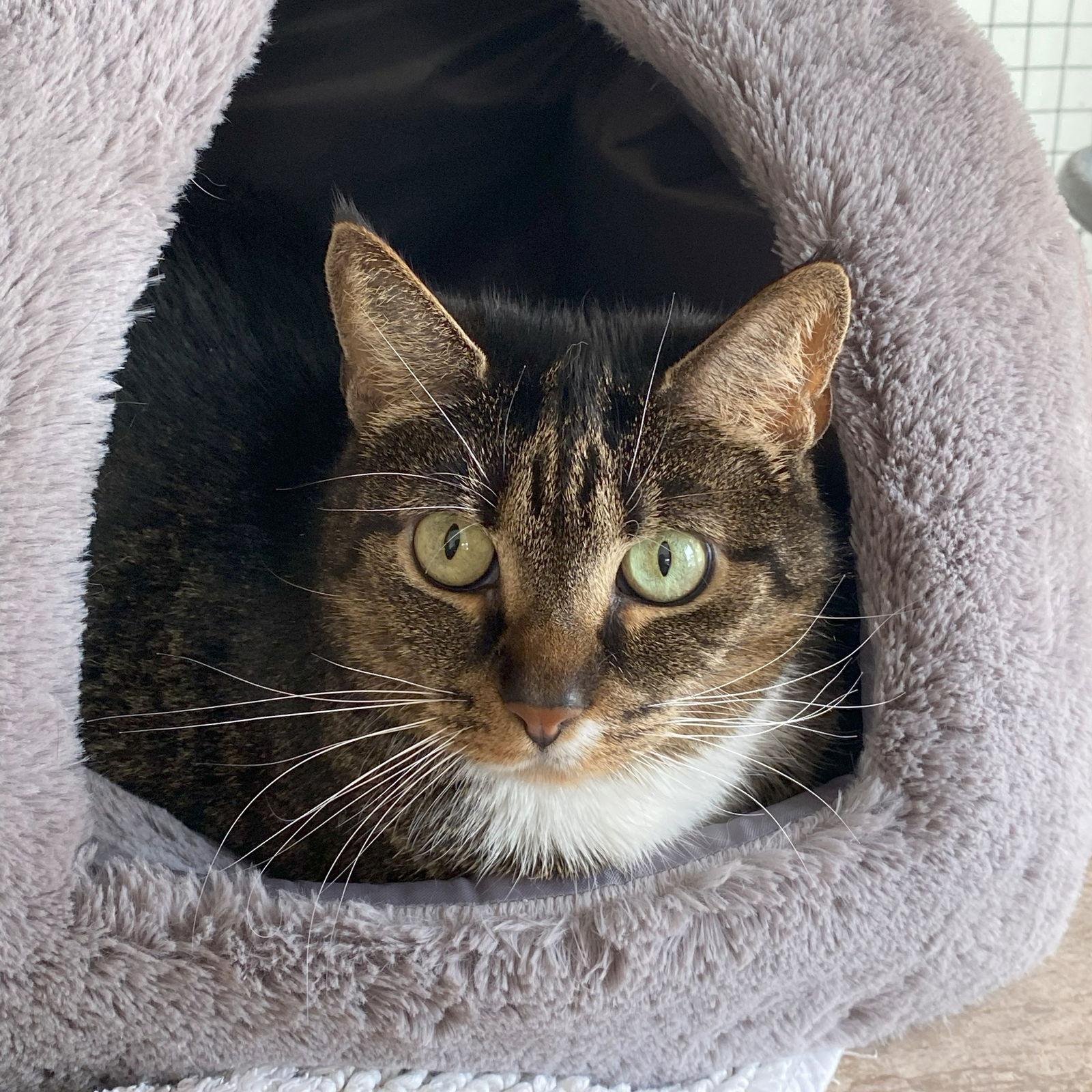 Enlarge Millie, a Adoptable mixed breed in Gettysburg, PA image 3/3