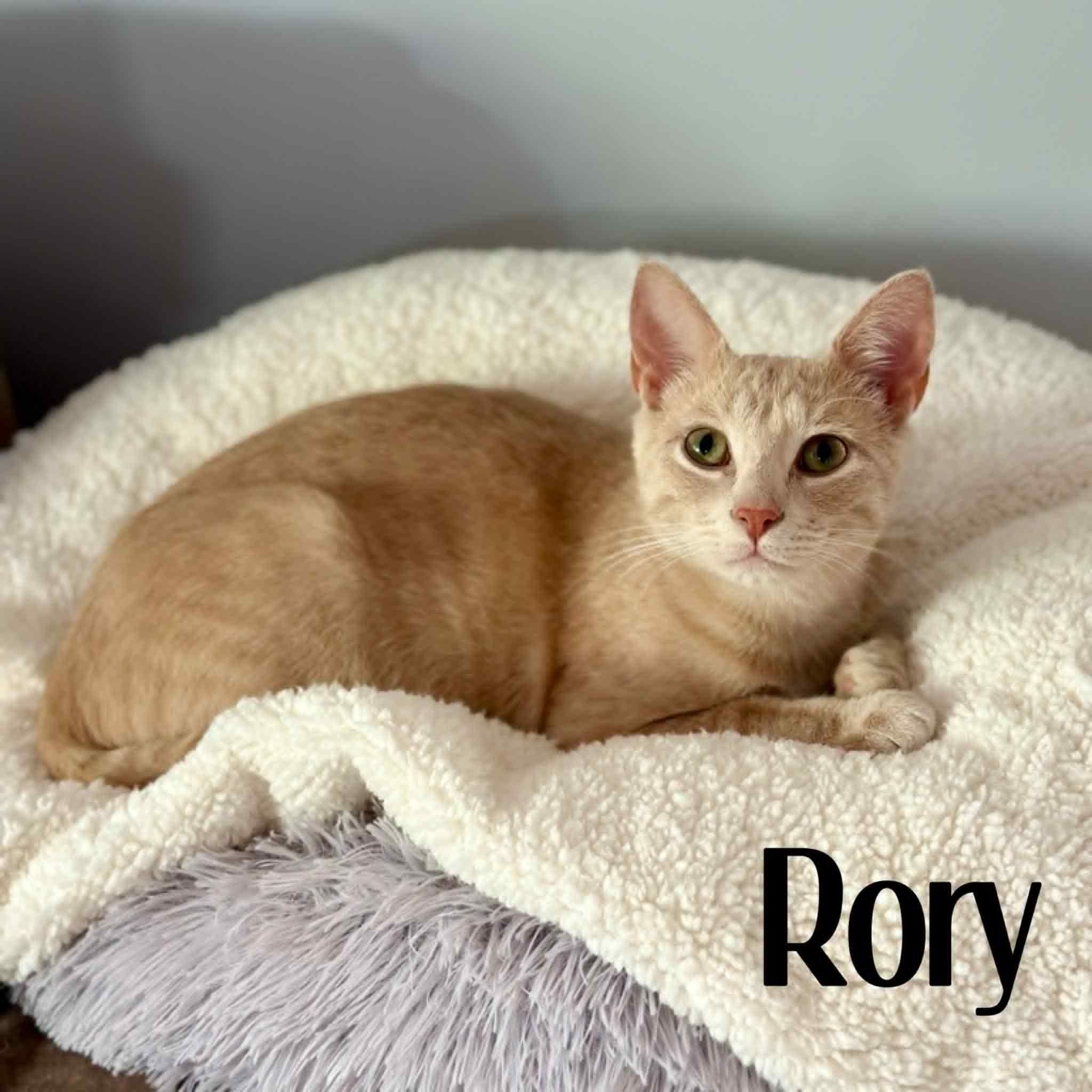 Enlarge Rory, a Adoptable mixed breed in Erie, PA image 1/1