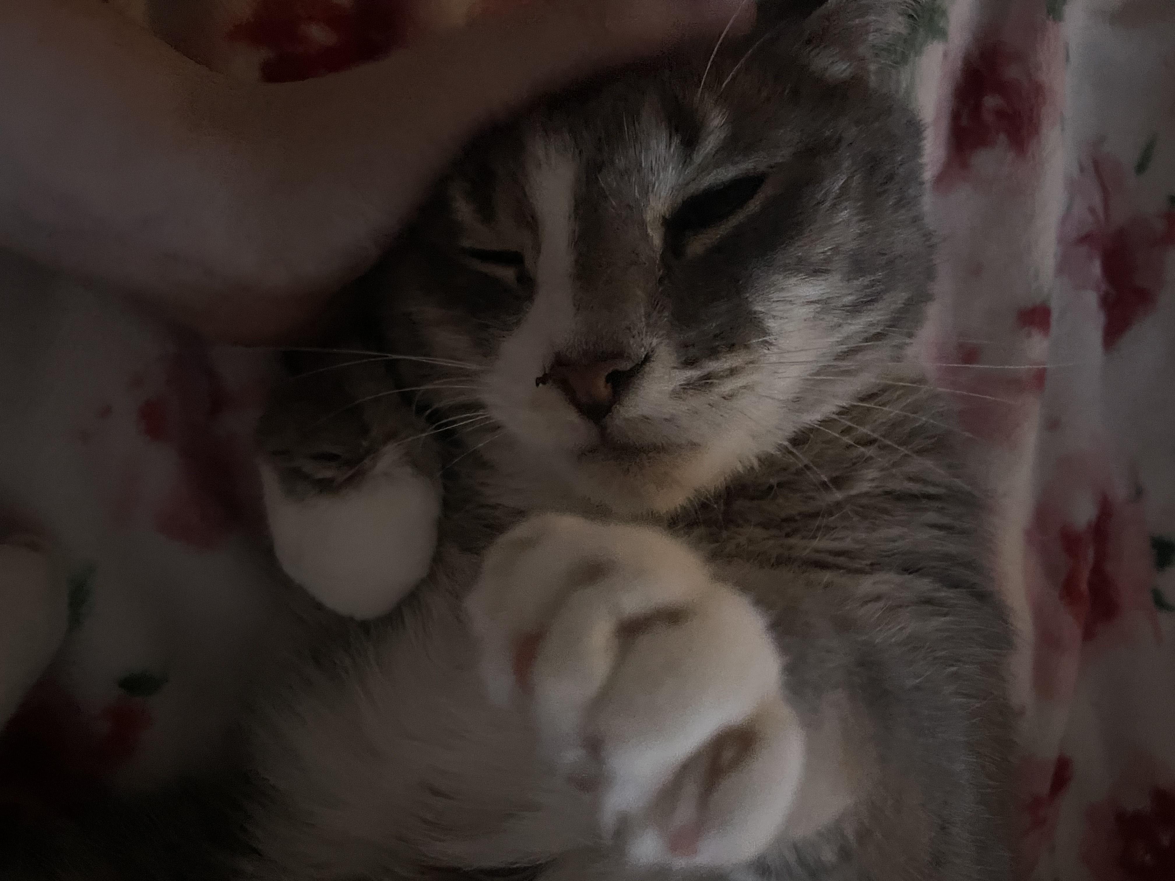 Precious, Adoptable, Senior Male Domestic Short Hair.