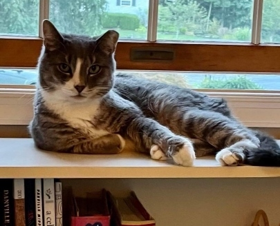 Precious, a Adoptable Domestic Short Hair in Philadelphia, PA image 2/6