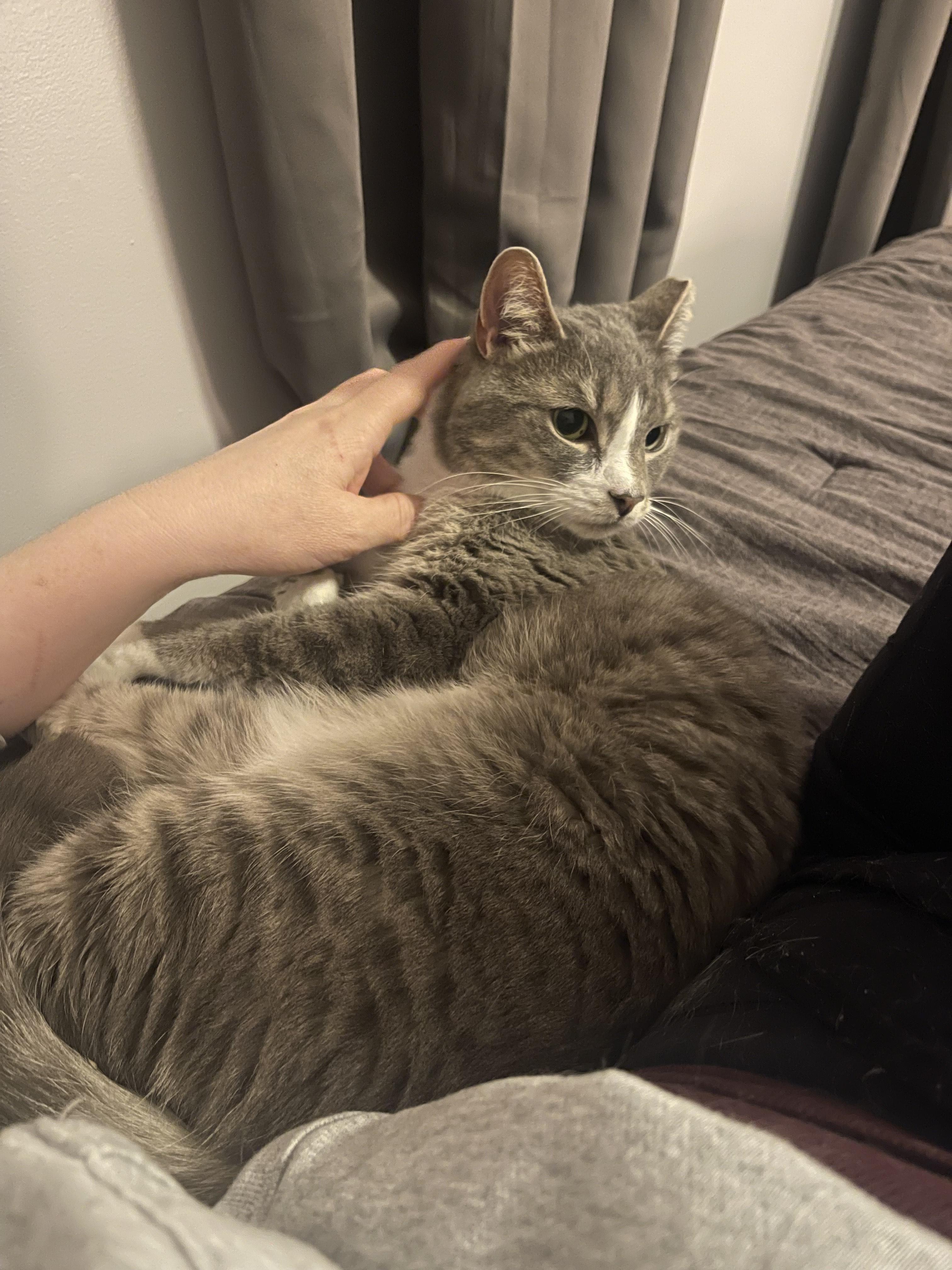 Precious, Adoptable, Senior Male Domestic Short Hair.