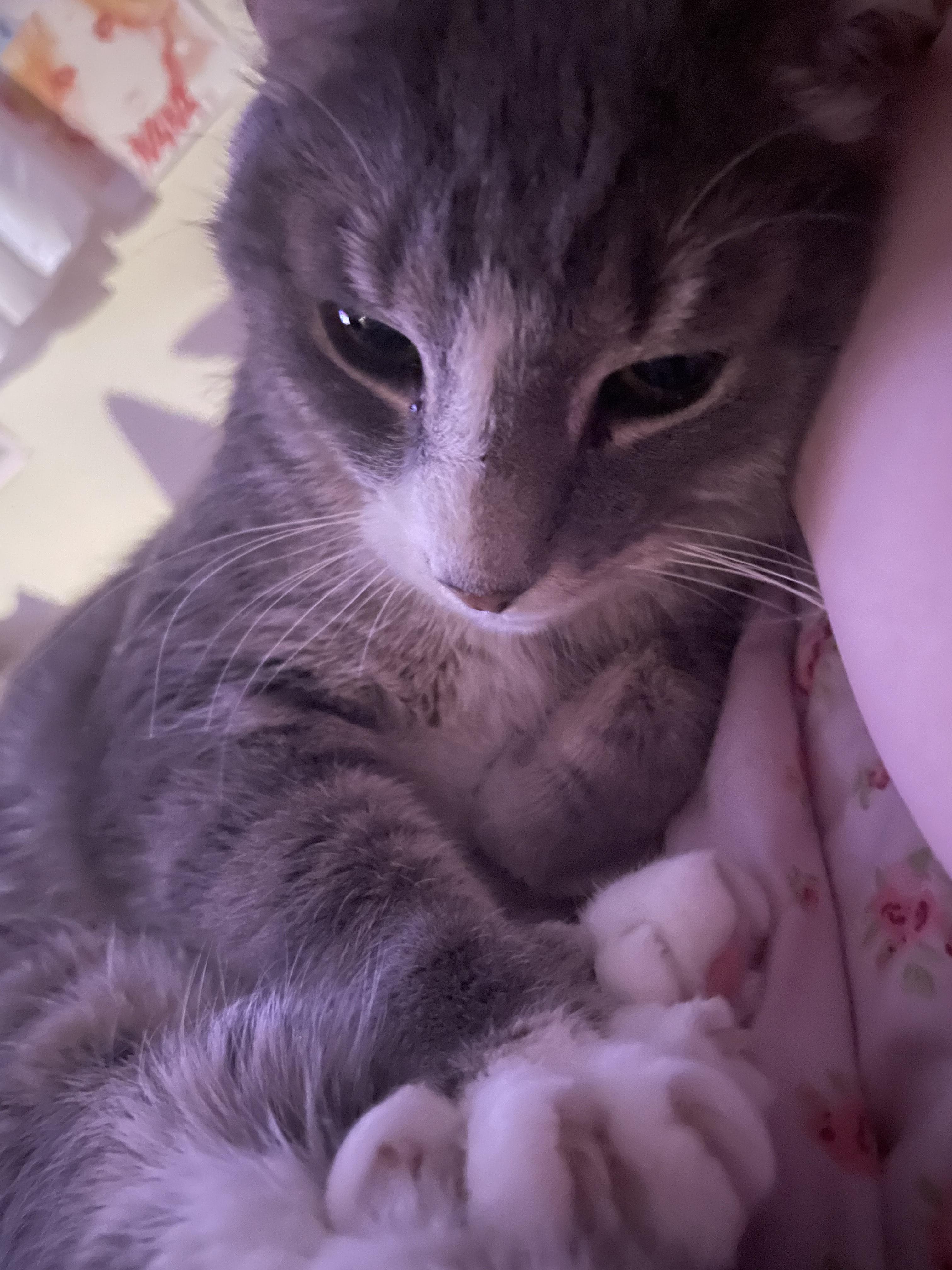 Precious, a Adoptable Domestic Short Hair in Philadelphia, PA image 4/6