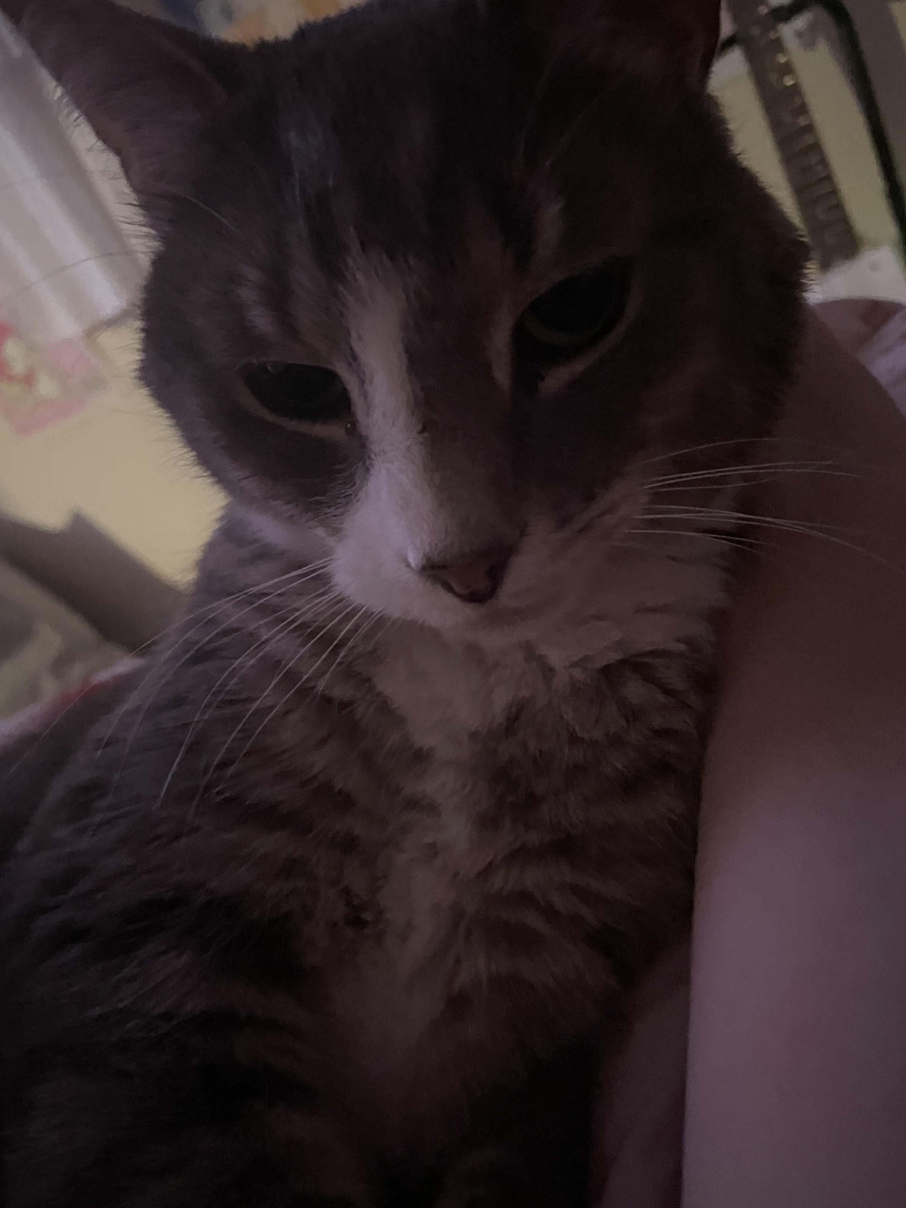 Precious, a Adoptable Domestic Short Hair in Philadelphia, PA image 5/6