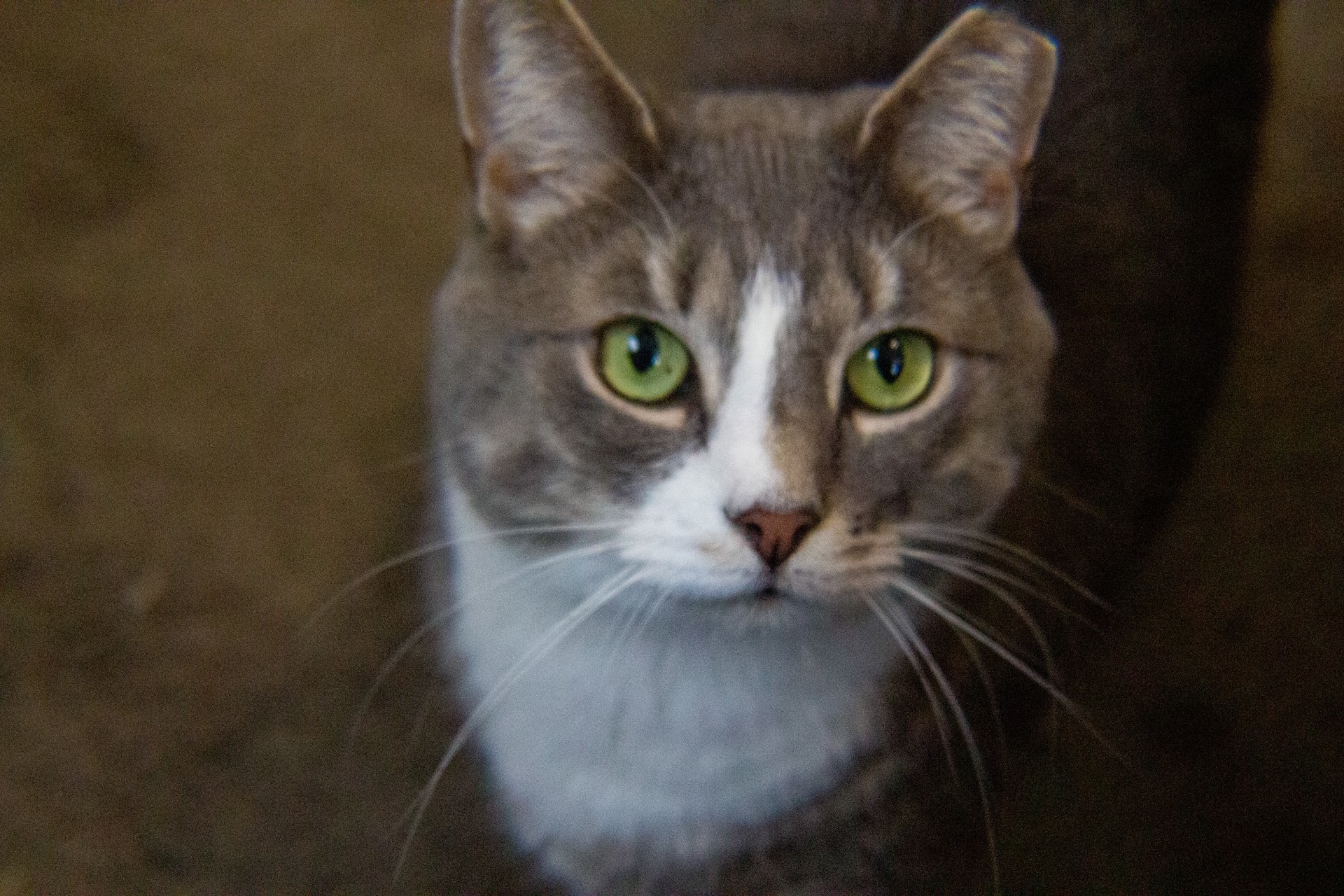 Precious, a Adoptable Domestic Short Hair in Philadelphia, PA image 6/6