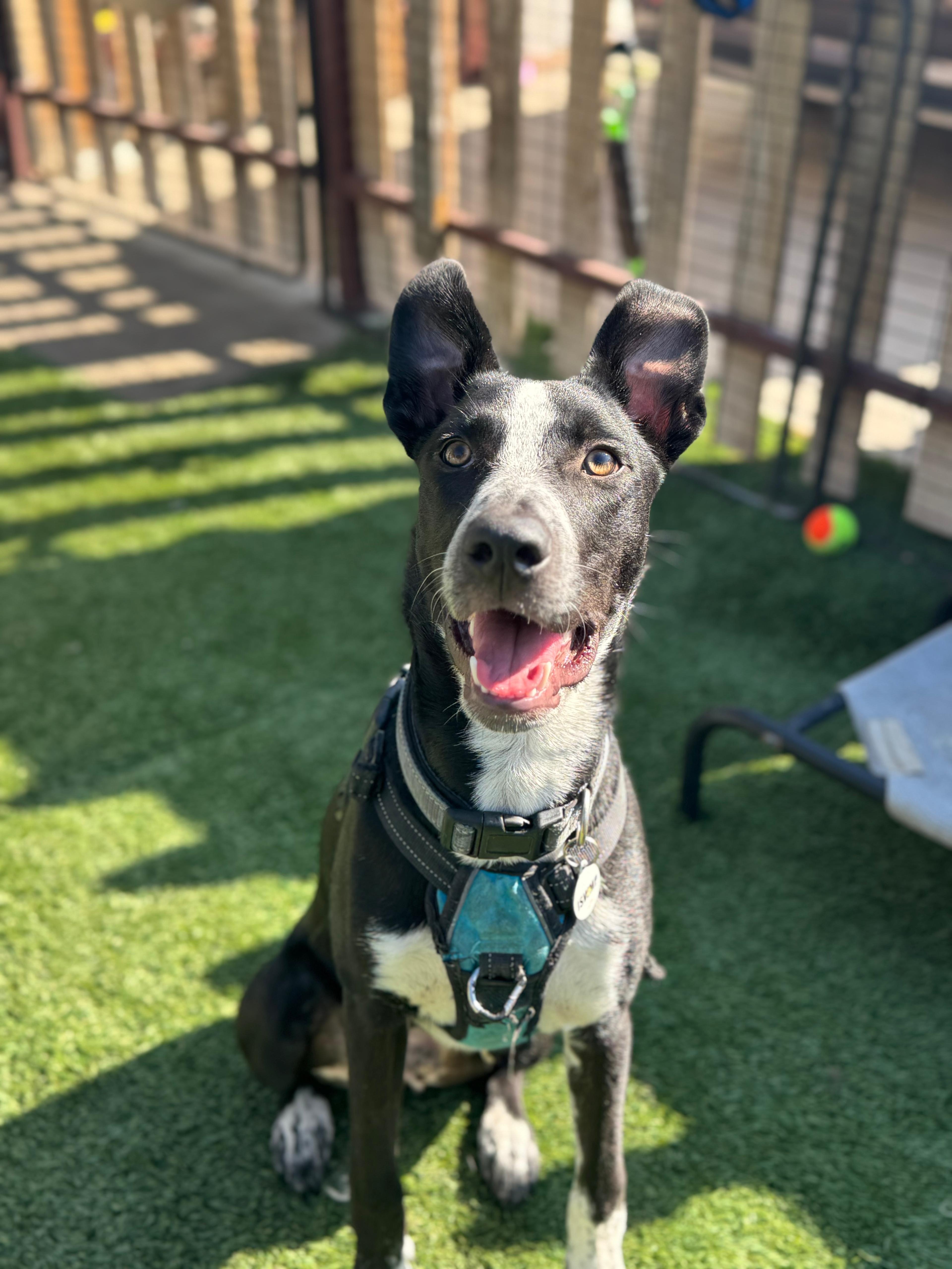 Stewie, ADOPTABLE, Young Male American Staffordshire Terrier.