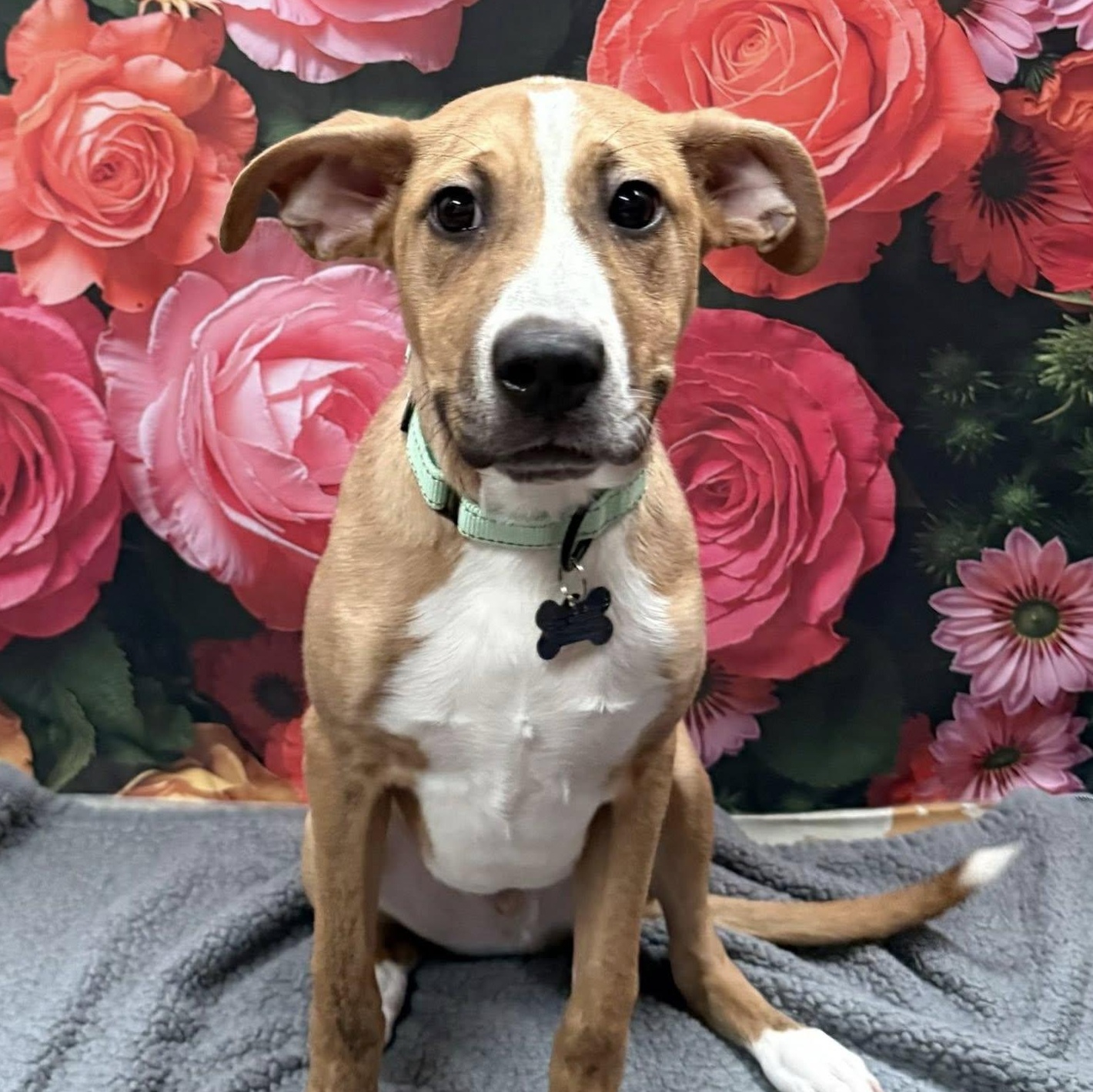 Enlarge Jabarkis, a Adoptable Mixed Breed in Albany, NY image 1/3