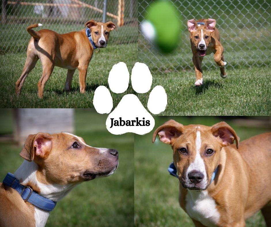Enlarge Jabarkis, a Adoptable Mixed Breed in Albany, NY image 3/3