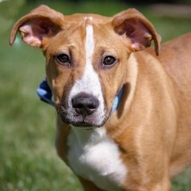 Enlarge Jabarkis, a Adoptable Mixed Breed in Albany, NY image 2/3