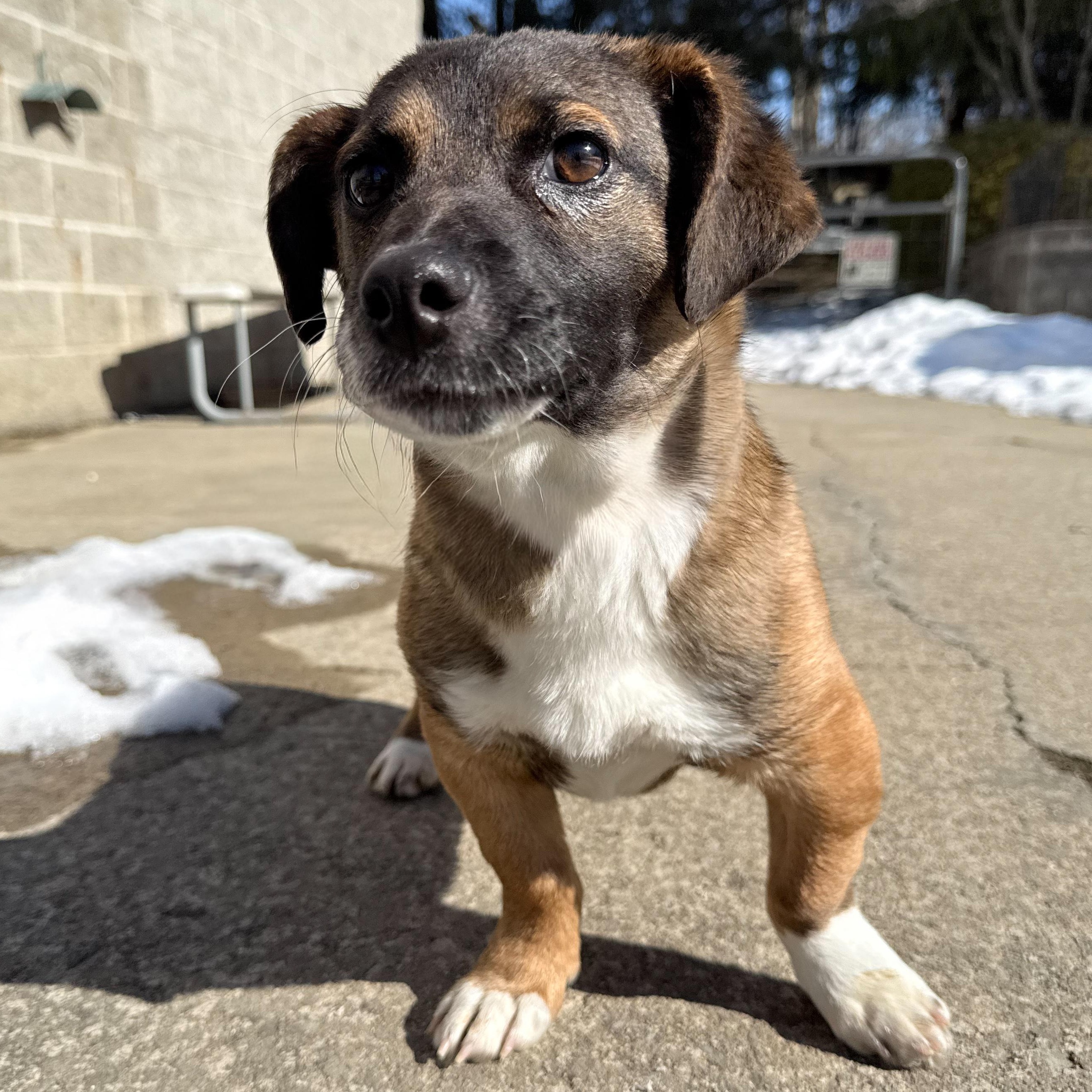Trudy, adopted, Puppy Female Corgi.