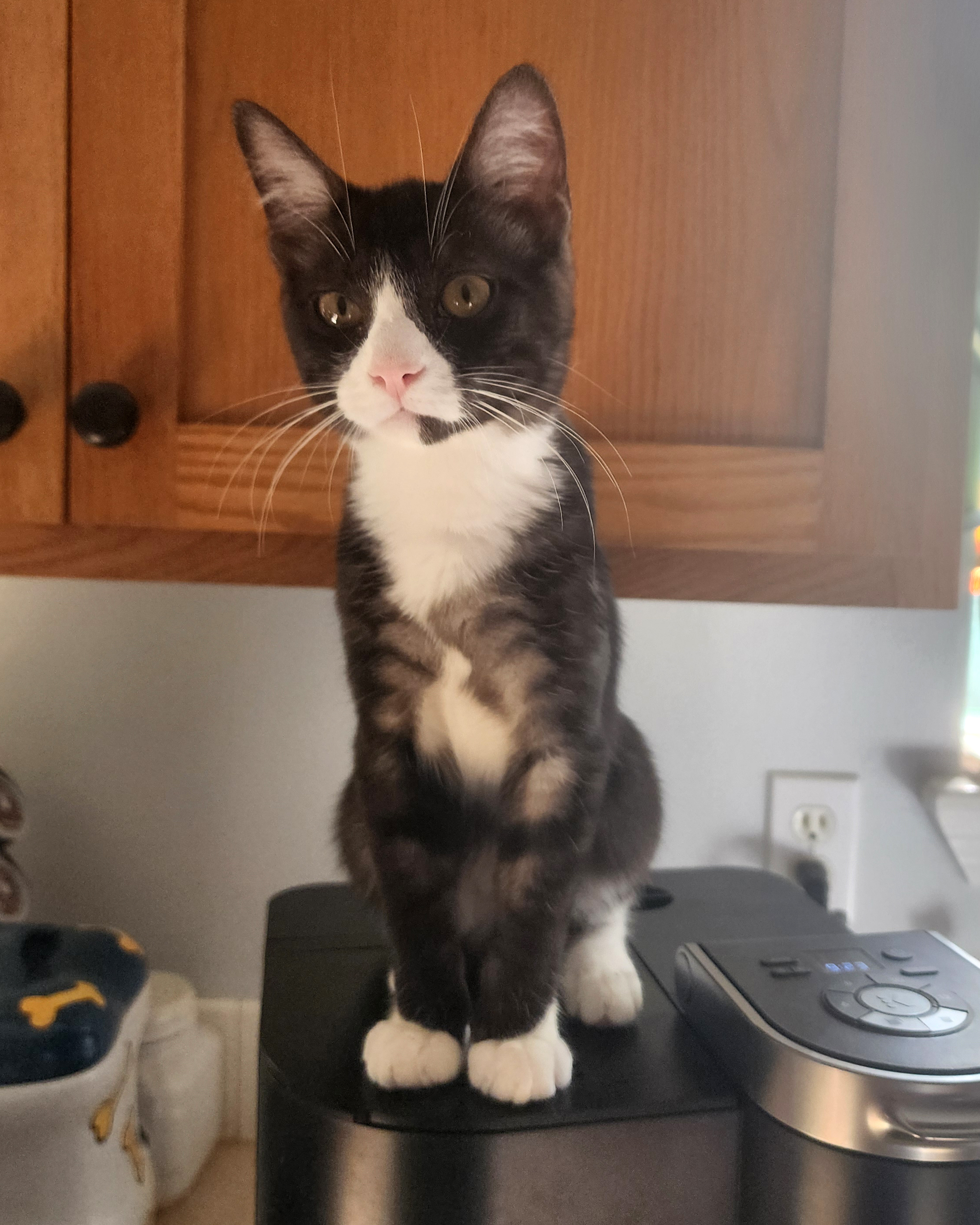 Crackle, a Adoptable Domestic Short Hair in Springfield, OR image 2/5