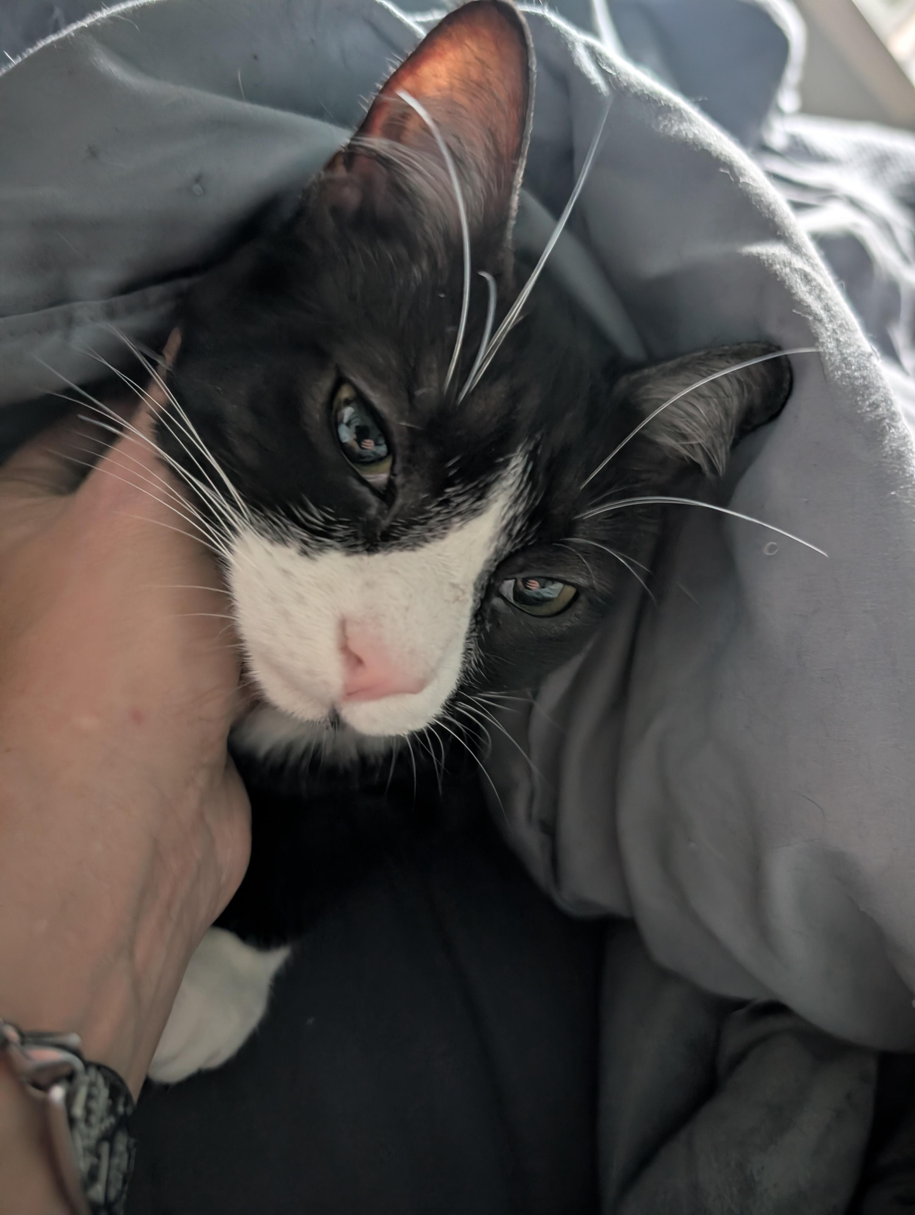 Crackle, an adoptable Domestic Short Hair in Springfield, OR, 97478 | Photo Image 4