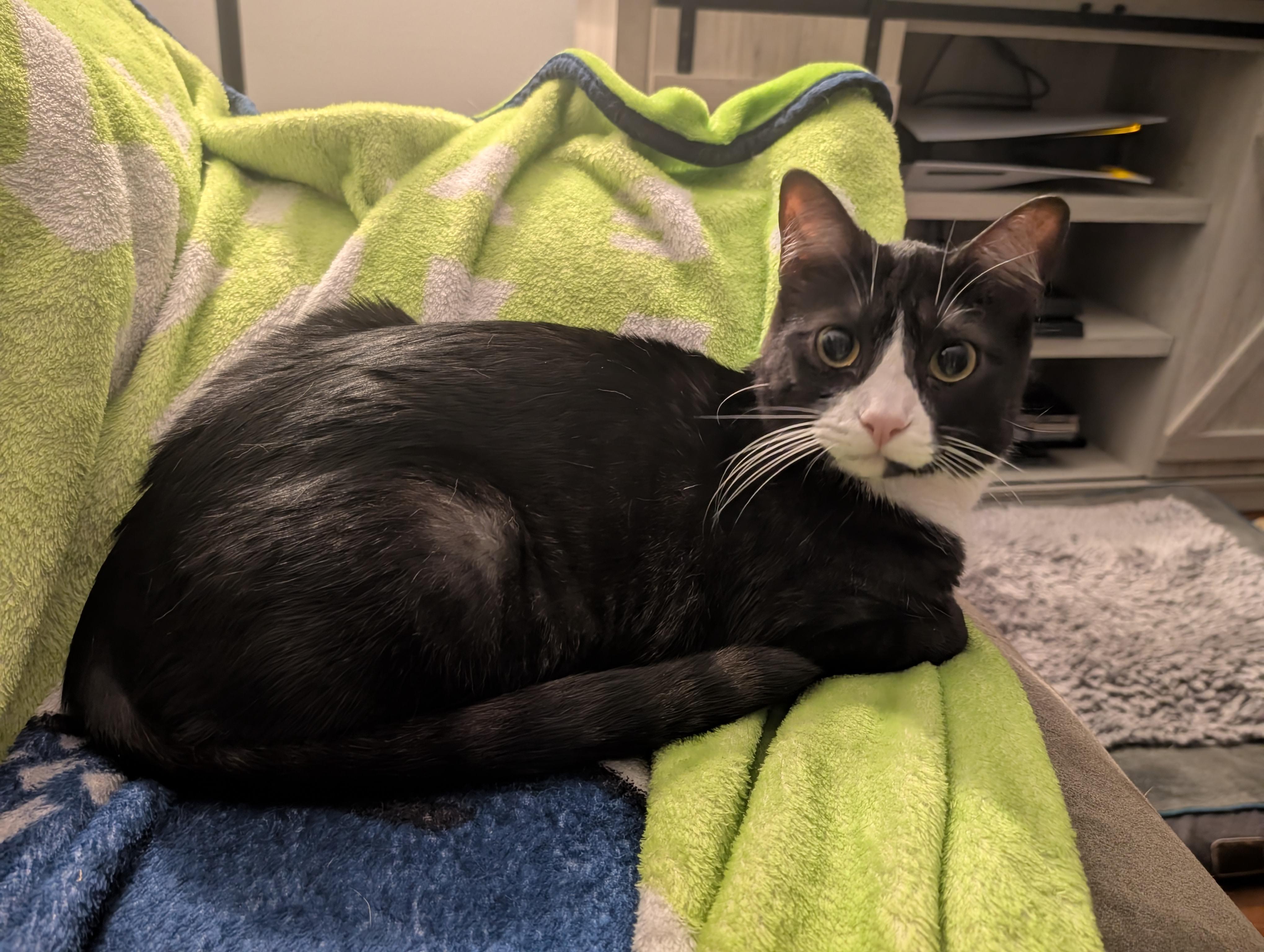 Crackle, an adoptable Domestic Short Hair in Springfield, OR, 97478 | Photo Image 3