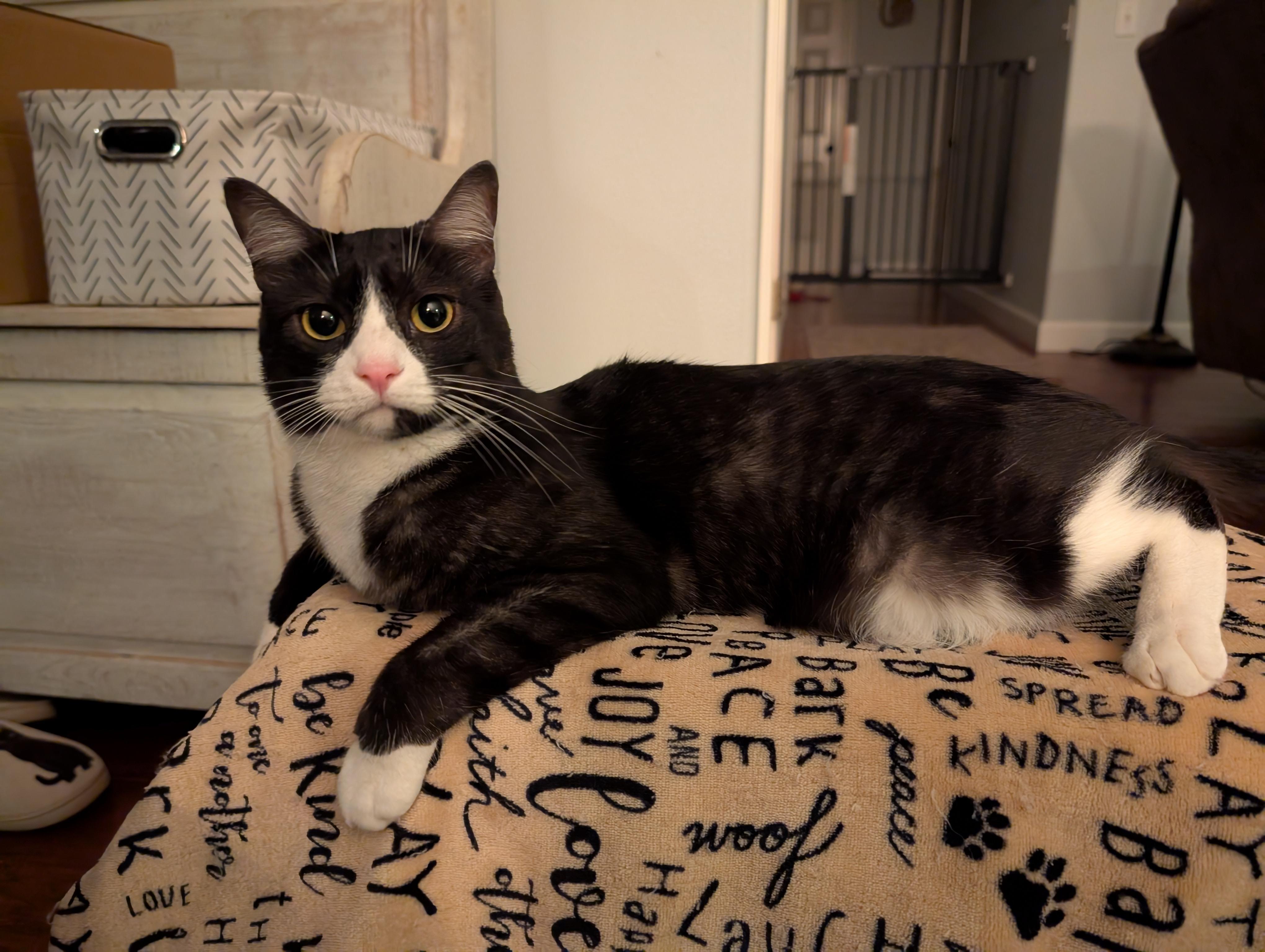 Crackle, a Adoptable Domestic Short Hair in Springfield, OR image 1/5