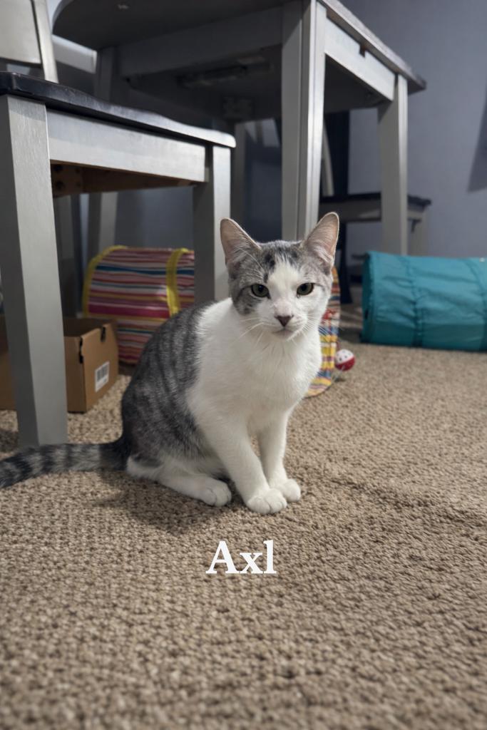 Axl, Adoptable, Young Male Domestic Short Hair.
