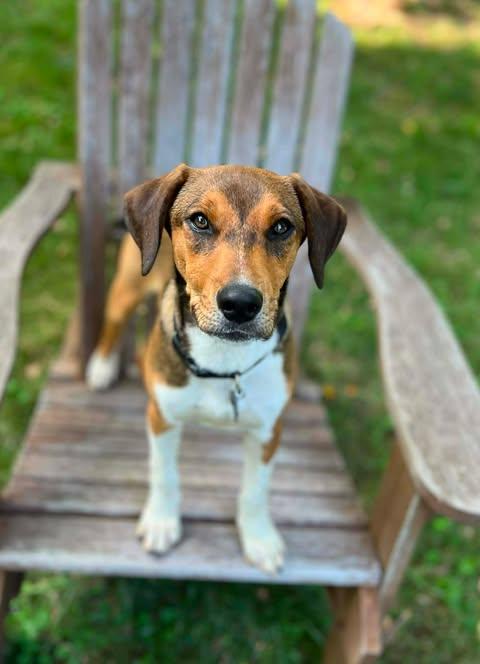 Chili Bean, ADOPTABLE, Young Male Beagle.