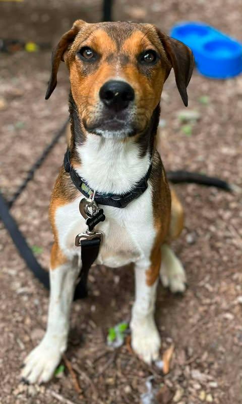 Chili Bean, a ADOPTABLE mixed breed in Glocester, RI image 4/6