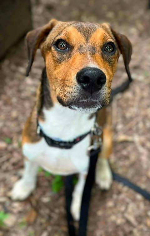 Chili Bean, a ADOPTABLE mixed breed in Glocester, RI image 2/6
