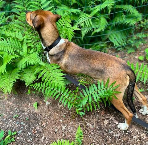 Chili Bean, a ADOPTABLE mixed breed in Glocester, RI image 5/6