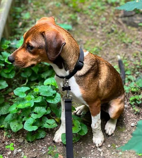 Chili Bean, a ADOPTABLE mixed breed in Glocester, RI image 3/6