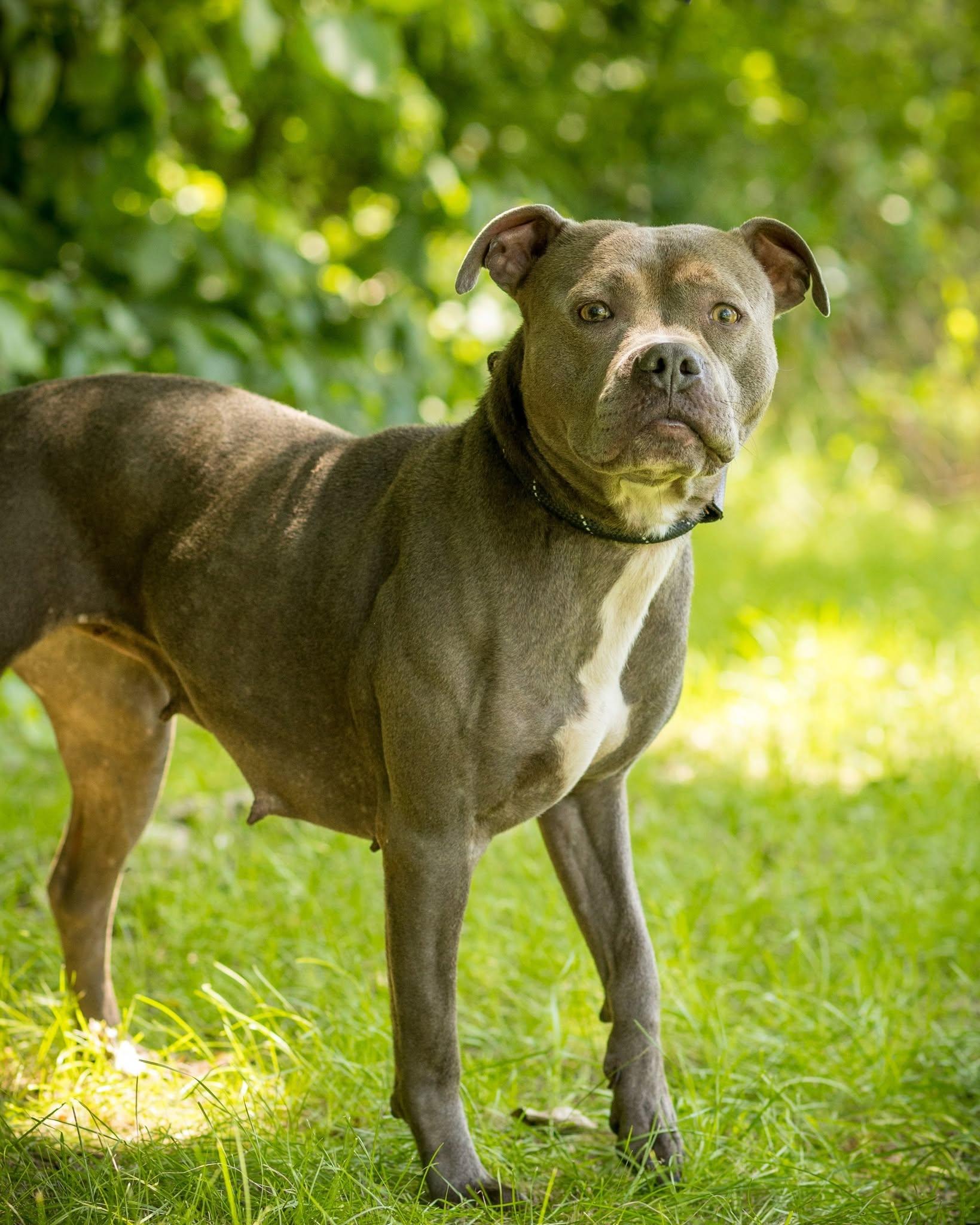RAIN (0066), ADOPTABLE, Young Female American Bully.