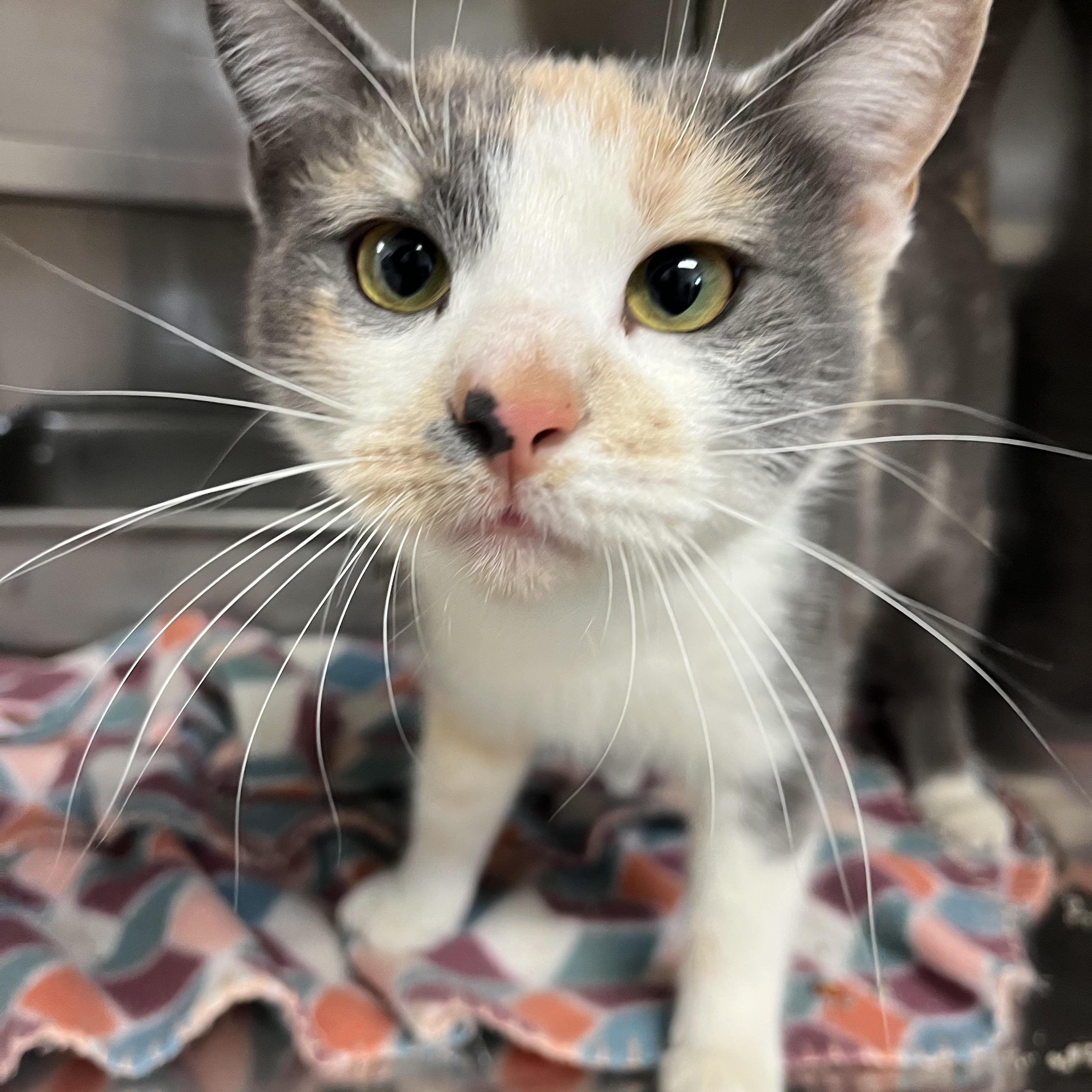 Enlarge Ashley , a ADOPTABLE Domestic Short Hair in Loudon, TN image 1/2