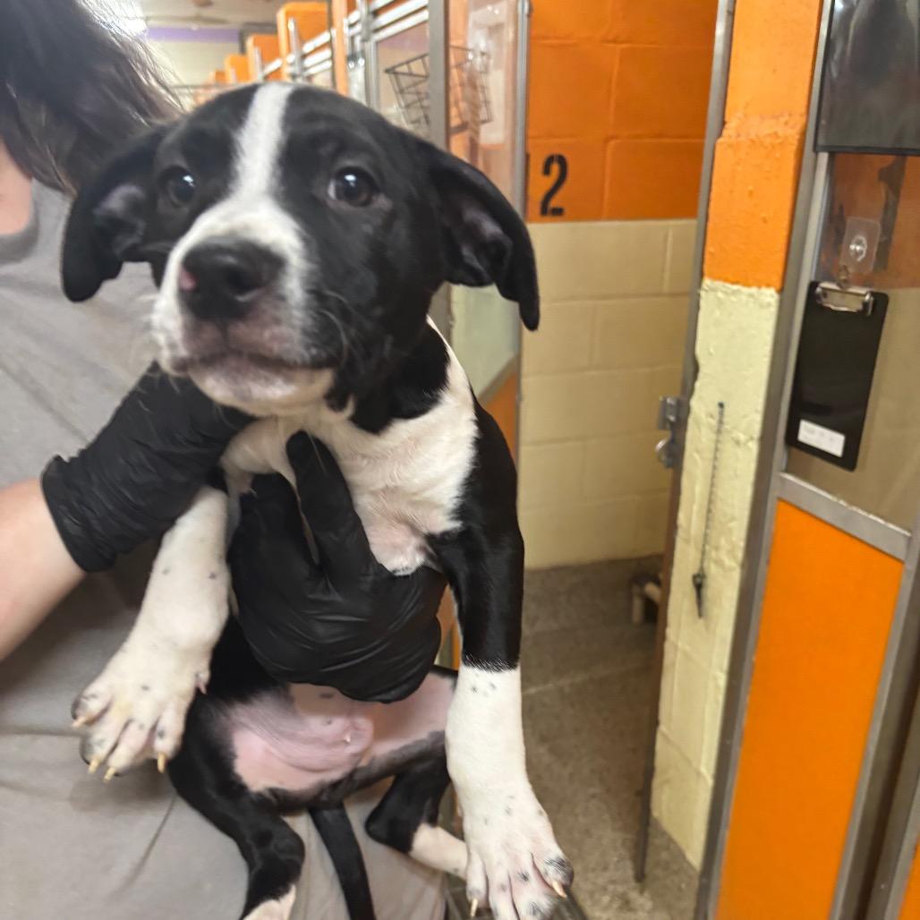 Seaweed, Adoptable, Puppy Male Mixed Breed.