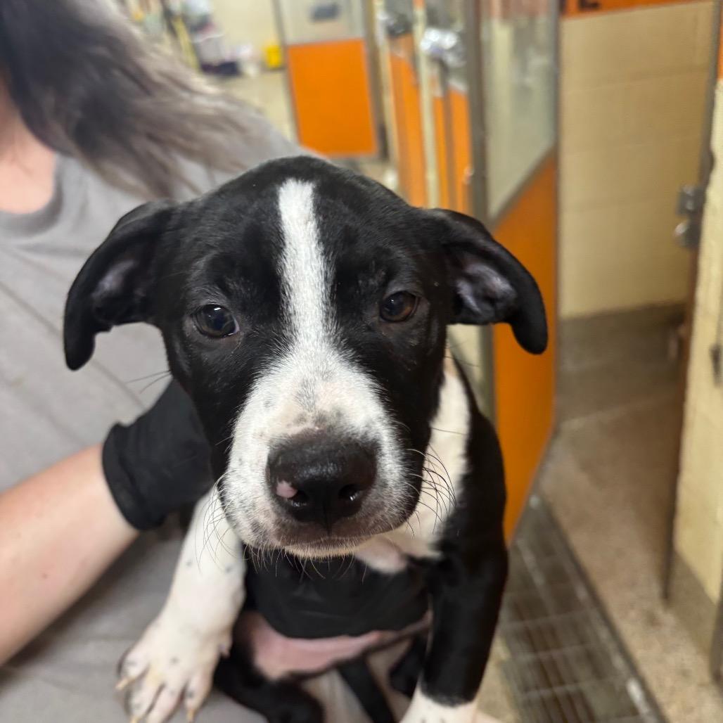 Enlarge Seaweed, a Adoptable Mixed Breed in Pensacola, FL image 2/3