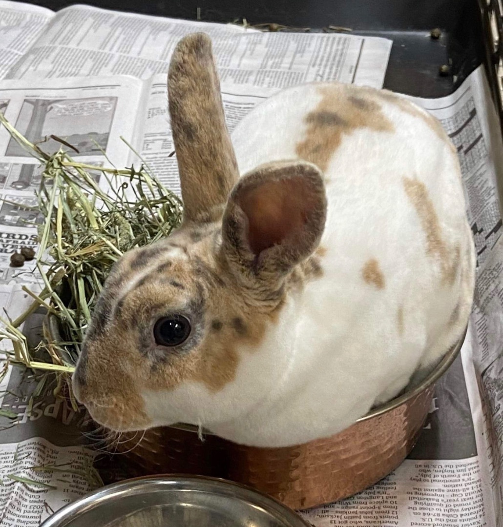 Tiramisu & Cheesecake, a Adoptable mixed breed in North Haven, CT image 2/5