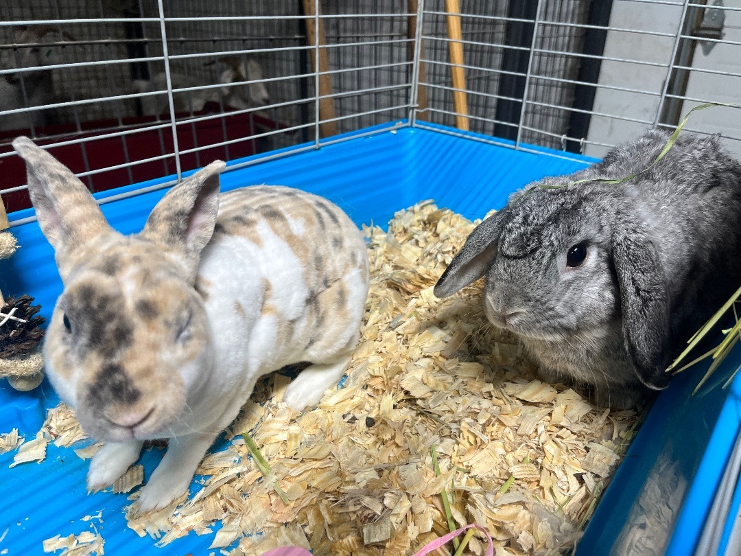 Tiramisu & Cheesecake, a Adoptable mixed breed in North Haven, CT image 1/5