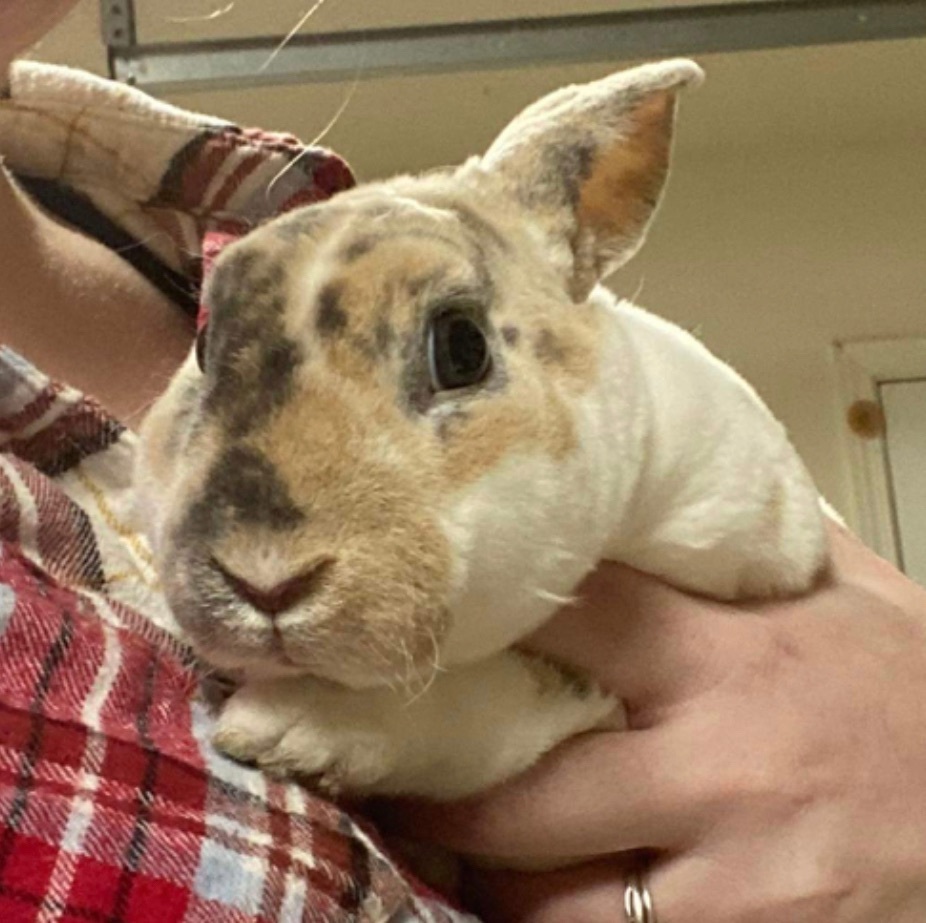 Tiramisu & Cheesecake, a Adoptable mixed breed in North Haven, CT image 3/5