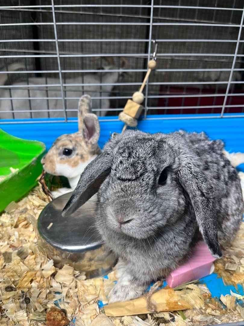 Tiramisu & Cheesecake, a Adoptable mixed breed in North Haven, CT image 5/5