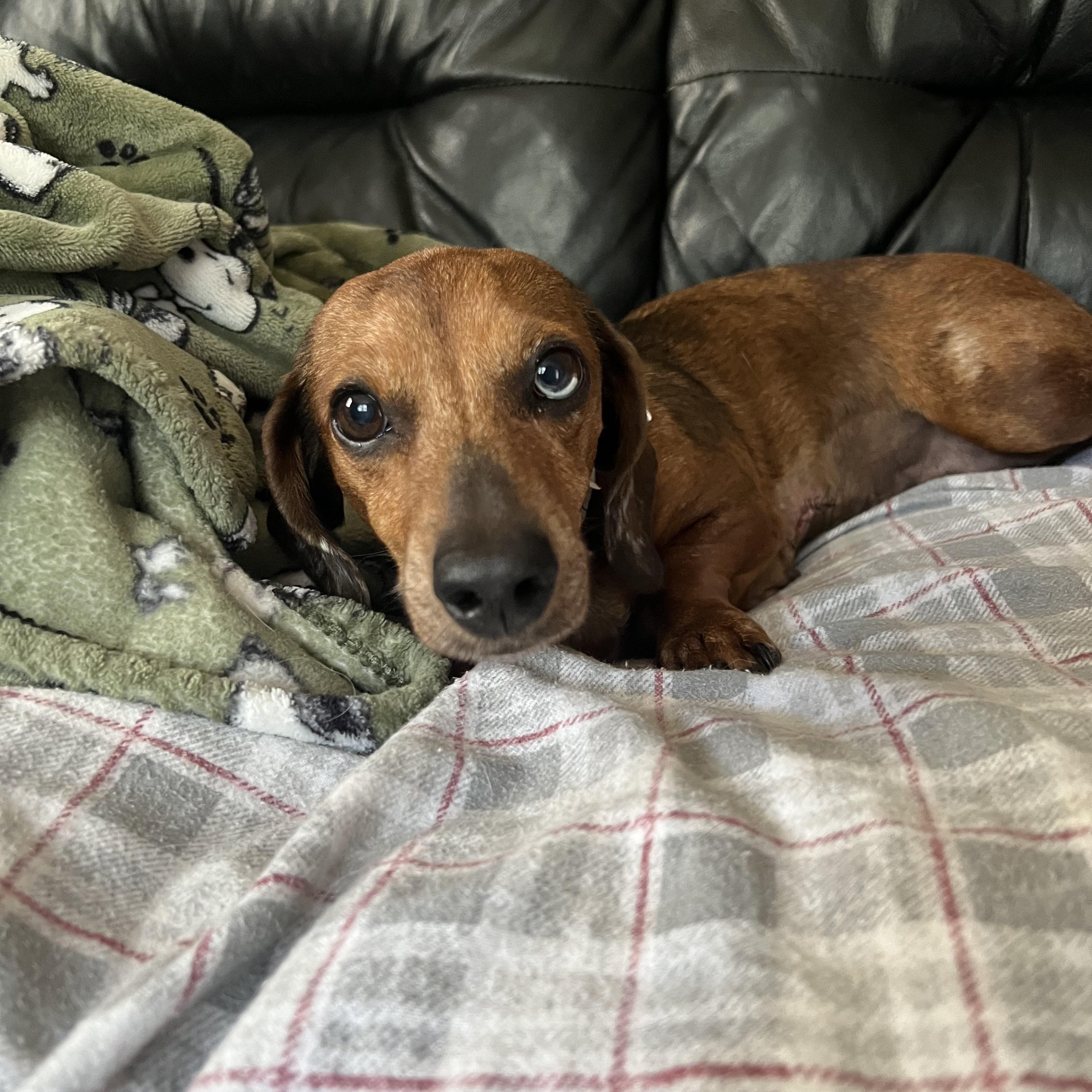 Enlarge Celeste in NH. Come Meet our Adoptable Dogs Wednesday-Saturday. More info in Bio, a Adopted mixed breed in Manchester, NH image 2/3
