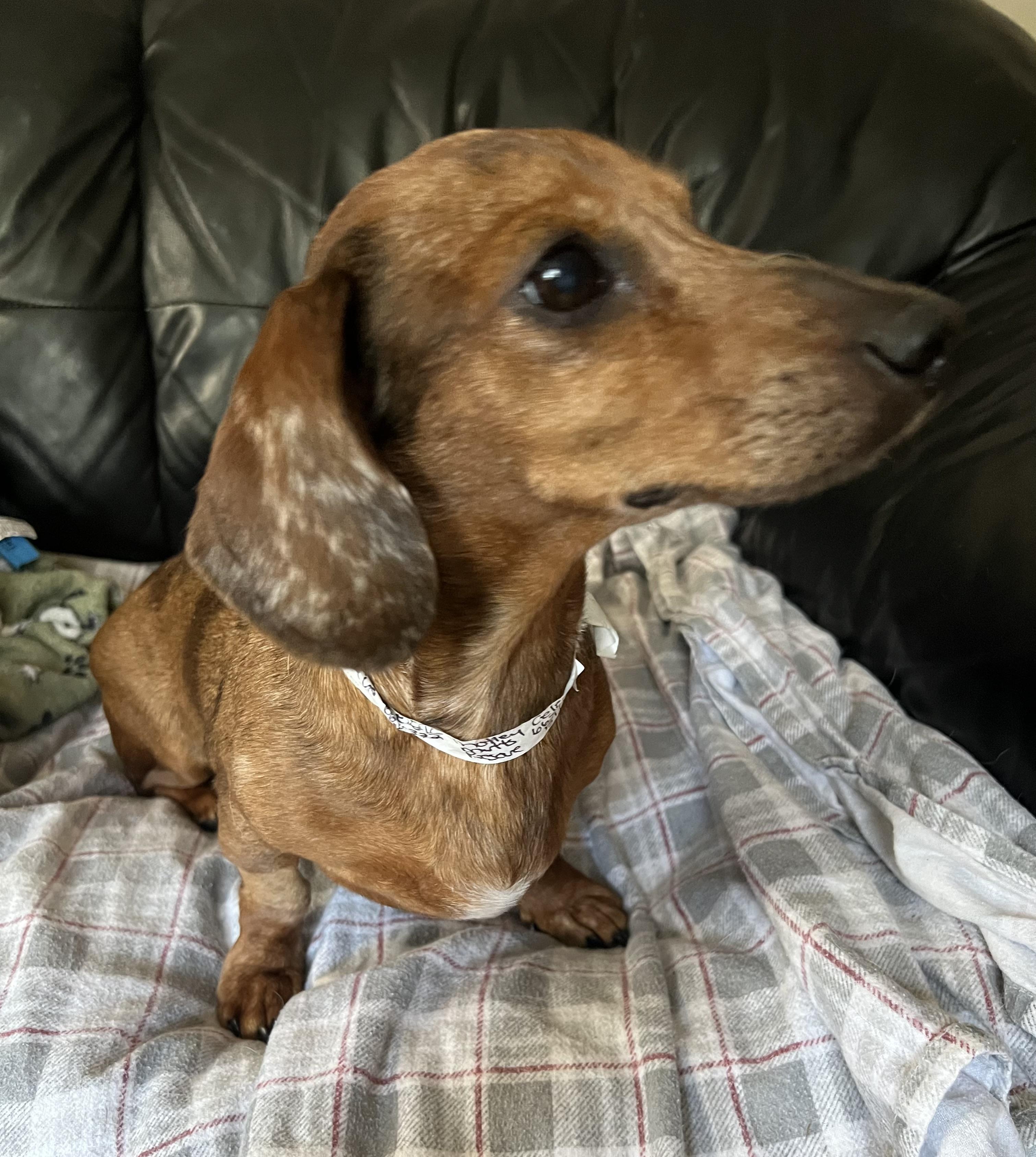 Enlarge Celeste in NH. Come Meet our Adoptable Dogs Wednesday-Saturday. More info in Bio, a Adopted mixed breed in Manchester, NH image 3/3