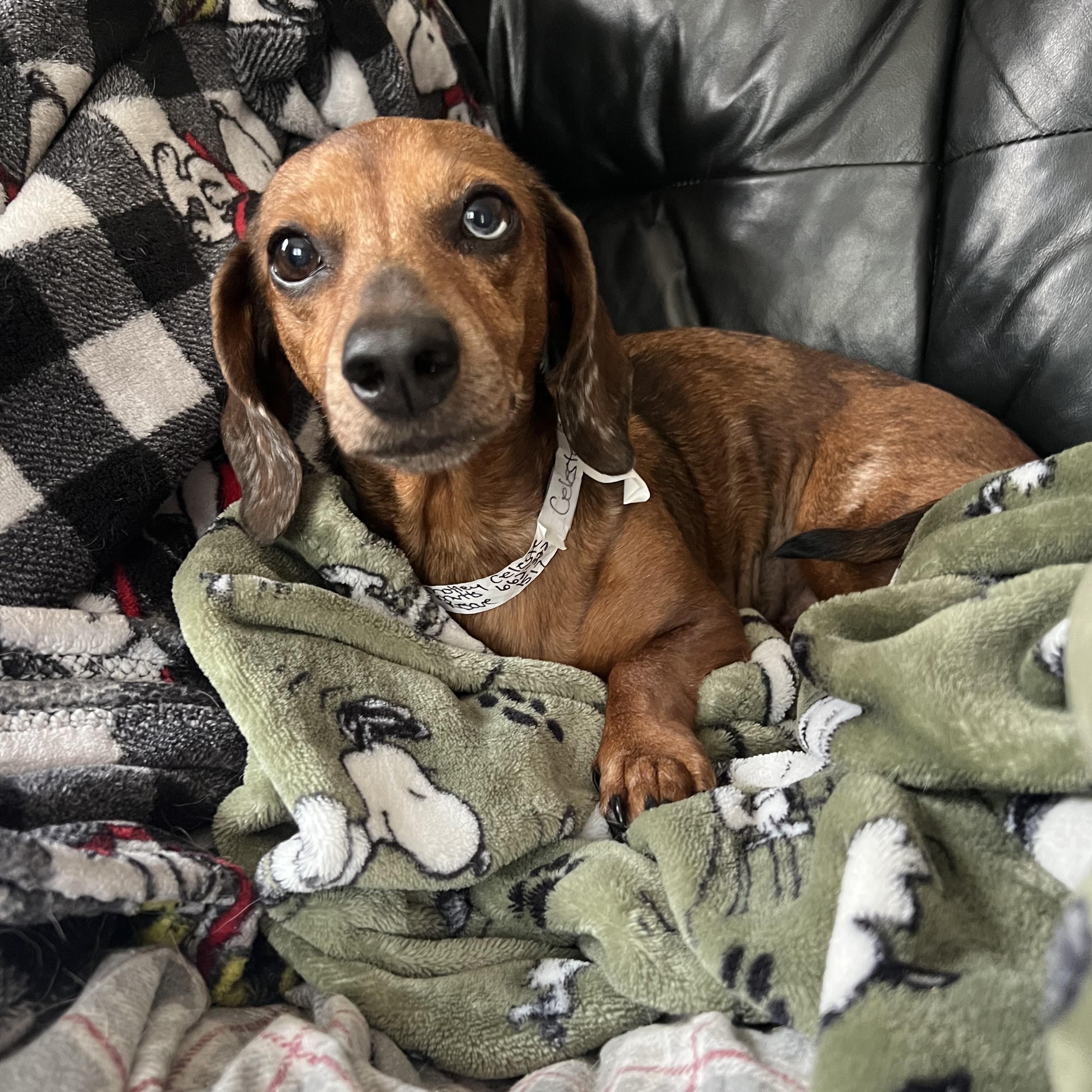 Celeste in NH. Come Meet our Adoptable Dogs Wednesday-Saturday. More info in Bio, Adopted, Adult Female Dachshund.