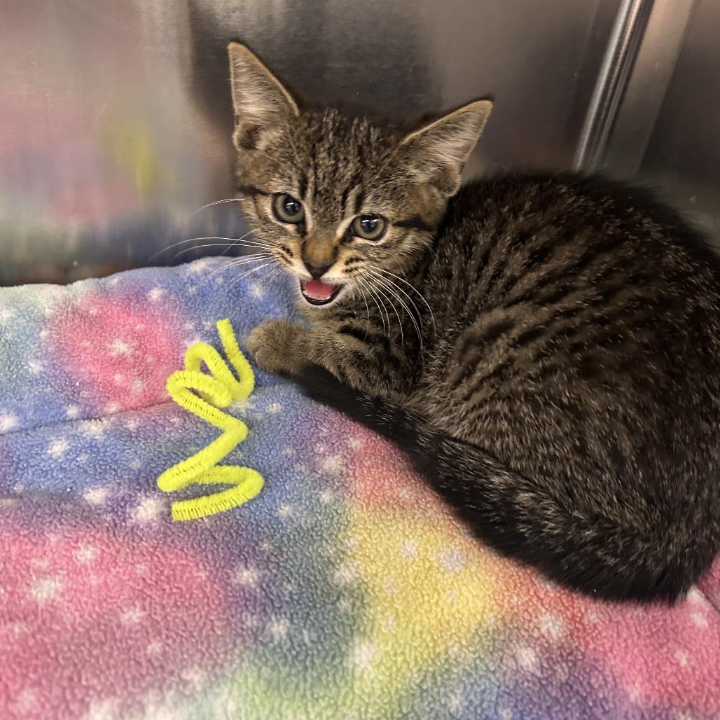 Bramble, Adoptable, Kitten Female Domestic Short Hair.