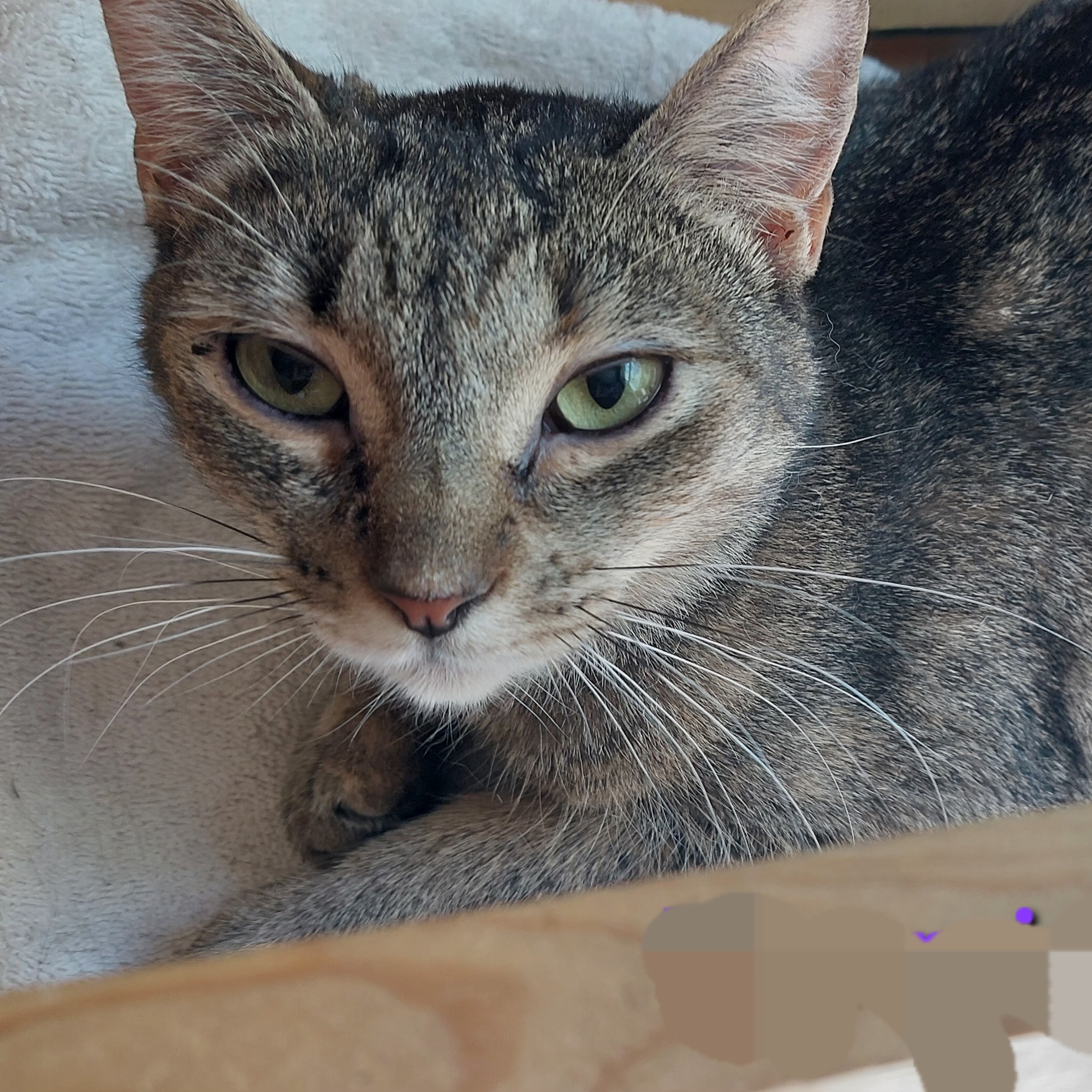 Tommie (Female), Adoptable, Adult Female Domestic Short Hair.