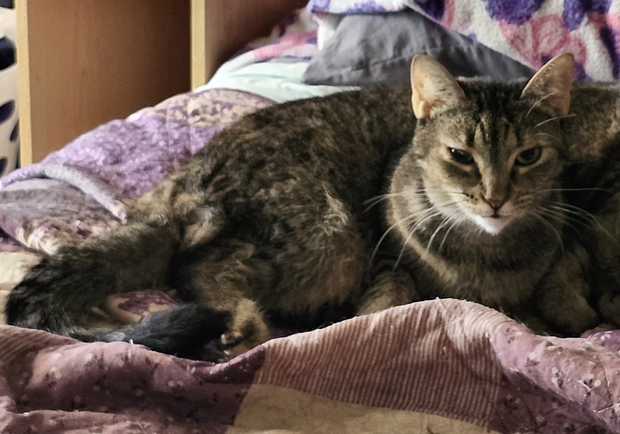 Tommie (Female), a Adoptable Domestic Short Hair in Kenhorst, PA image 3/3