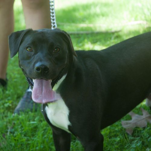 Enlarge Reilly, a Adoptable mixed breed in New Martinsville, WV image 1/12