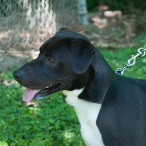 Enlarge Reilly, a Adoptable mixed breed in New Martinsville, WV image 2/12