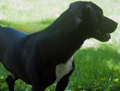 Enlarge Reilly, a Adoptable mixed breed in New Martinsville, WV image 3/12