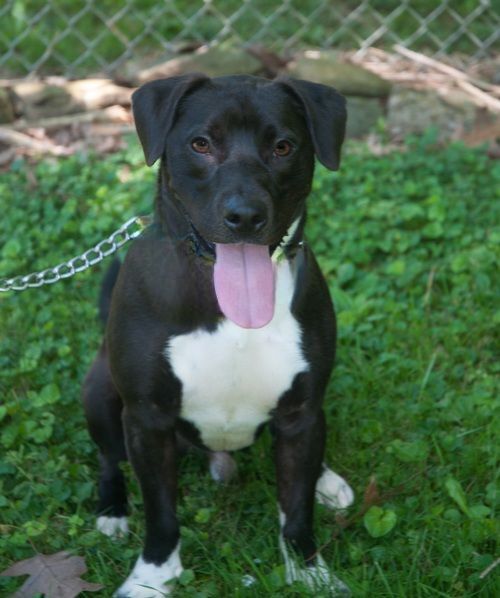 Enlarge Reilly, a Adoptable mixed breed in New Martinsville, WV image 4/12