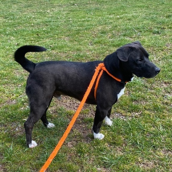 Enlarge Reilly, a Adoptable mixed breed in New Martinsville, WV image 5/12
