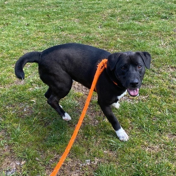 Enlarge Reilly, a Adoptable mixed breed in New Martinsville, WV image 6/12