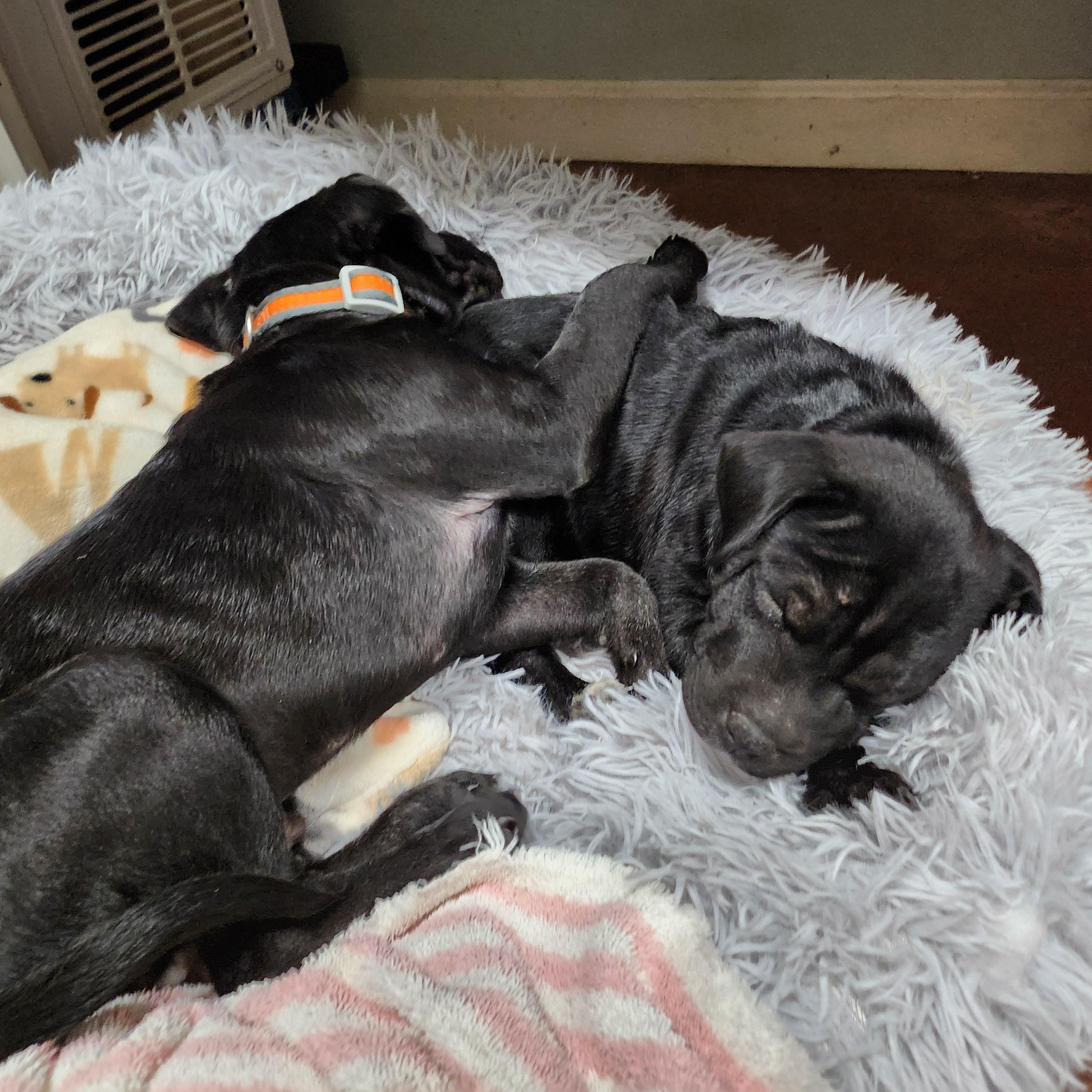 Skully, a Adopted mixed breed in Tioga, PA image 6/6