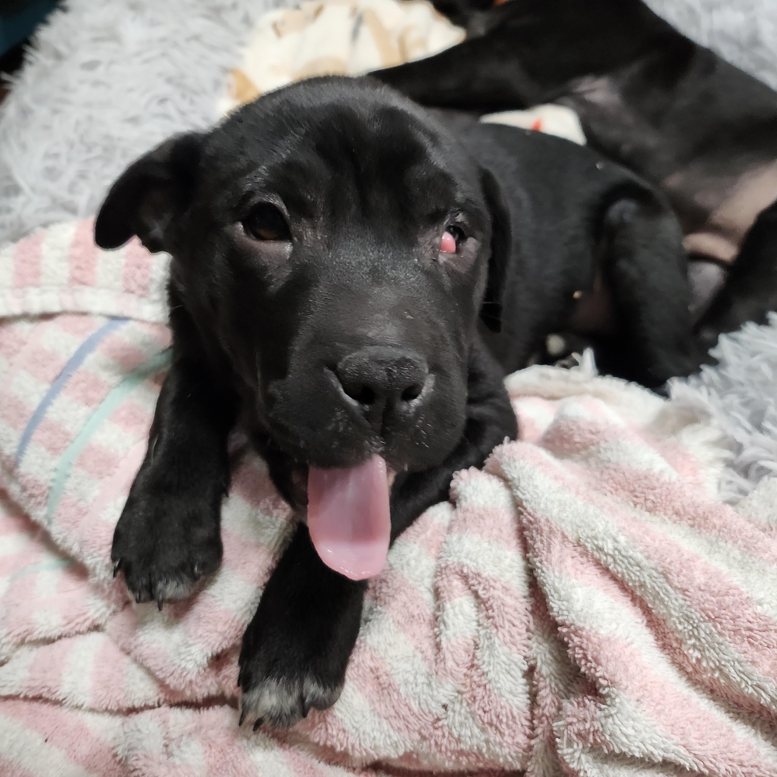 Skully, a Adopted mixed breed in Tioga, PA image 3/6